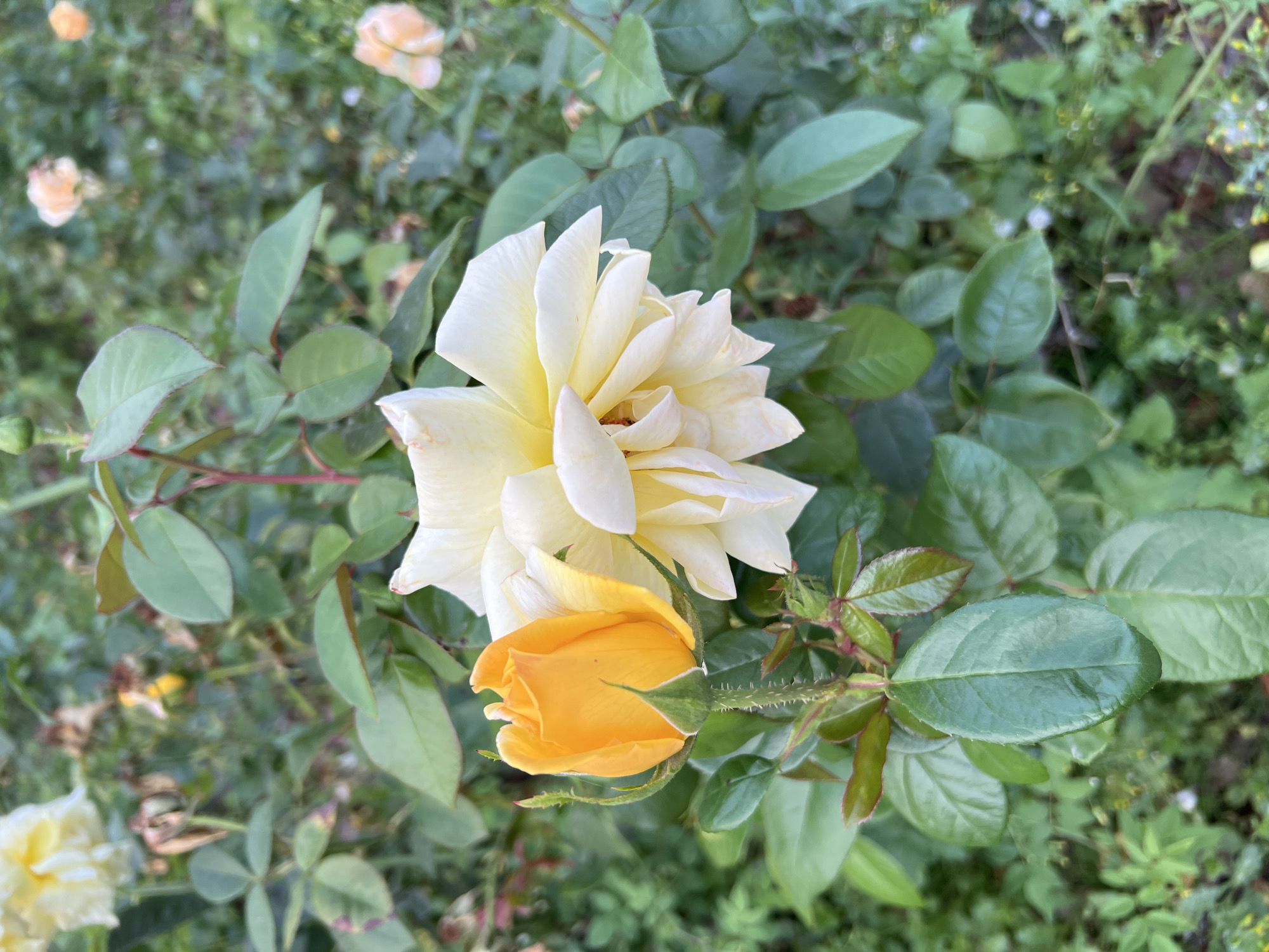 This is a close-up, vertically oriented, outdoor, eye-level shot of two roses. The rose on the left is a closed bud, a vibrant orange color, with green sepals. The rose on the right is a fully bloomed pale yellow rose with many petals. Both roses are surrounded by green leaves, some of which are edged in red. The background is softly blurred, revealing more greenery and hints of other roses in soft peach and yellow hues. There are no people in the image. The scene appears to be a garden setting.