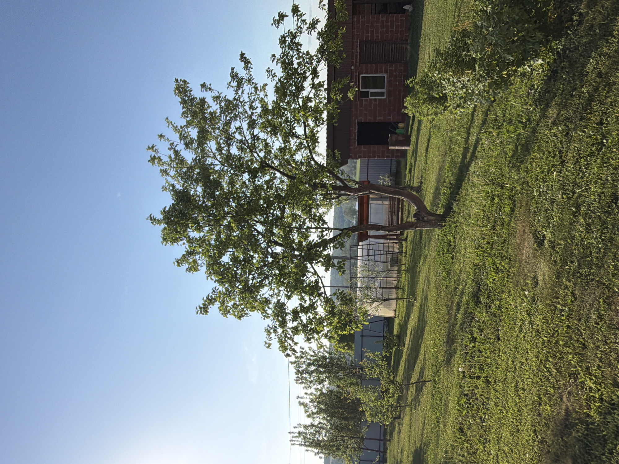 The image depicts a rural scene in Bolsheustyikinskoye, Russia, under a clear, bright blue sky. A mature tree with green foliage dominates the left side of the frame. To the right of the tree, a red brick building with a window and an open doorway is visible. Behind the tree and the building, a greenhouse with a metal frame can be seen. The foreground and right side of the image are covered in a field of green grass. A row of smaller trees is situated in the middle ground, extending towards the horizon. The overall impression is one of a sunny day in a countryside setting.