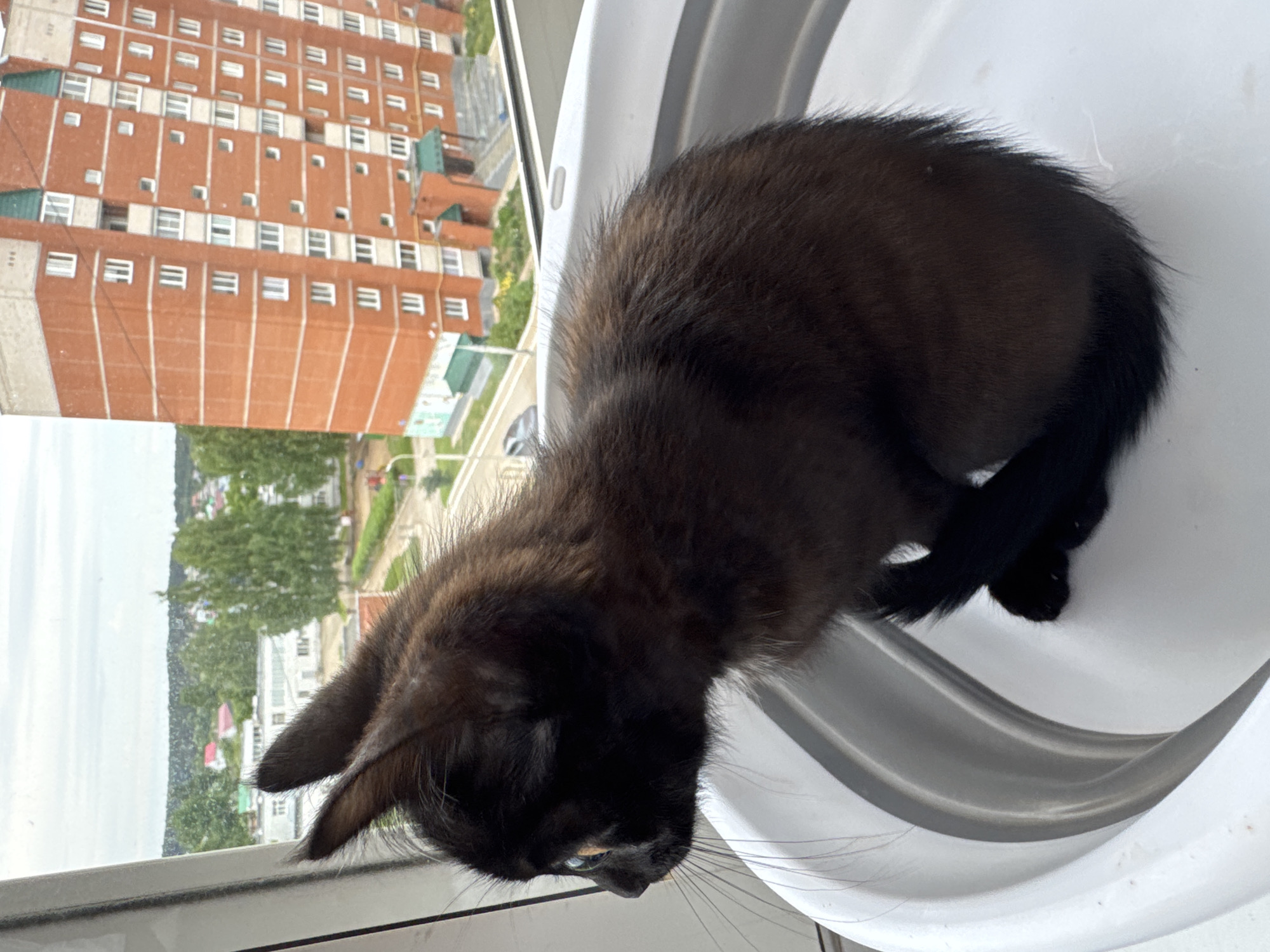 A black kitten with hints of brown fur, particularly on its back and ears, is seen from an overhead perspective, curled within a white, curved plastic container or perch beside a window. The kitten's head is turned towards the outside, and its bright, possibly blue or green eyes are visible as it looks out. Long whiskers extend from its muzzle.
Beyond the window, a multi-story brick apartment building dominates the view. The building features orange-red brick facades with numerous white-framed windows arranged in rows, and some sections have green roofing or architectural details. Trees with lush green foliage are visible both in the mid-ground and extending into the distance, suggesting a green urban or suburban setting. The sky is overcast and bright, indicating daytime under cloudy conditions. The overall scene suggests the kitten is indoors, observing the outdoor environment from an elevated position, likely in Chaikovsky, Russia, as provided by the location context. No text is visible in the image.