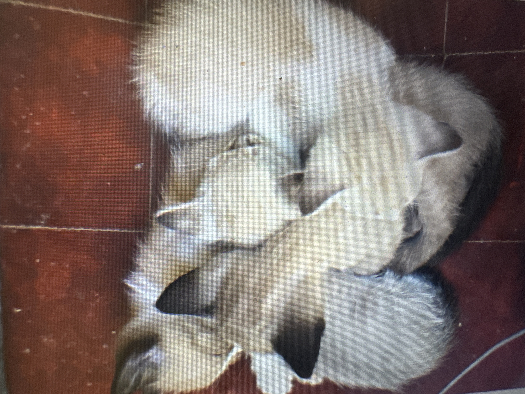 The image shows a close-up, high-angle view of several young cats, likely kittens, nestled together on a red tiled floor. The cats have light-colored fur with darker points on their ears and faces, characteristic of breeds like Siamese. They are lying in a pile, with their bodies intertwined, suggesting a state of rest or sleep. The floor appears to be made of terracotta tiles, with visible grout lines. There are no people or other objects clearly visible in the frame. The lighting is somewhat diffused, and the image has a pixelated quality. There is no information or visual evidence present in the image that would allow for the determination of a specific location within the city of Murcia, Spain.