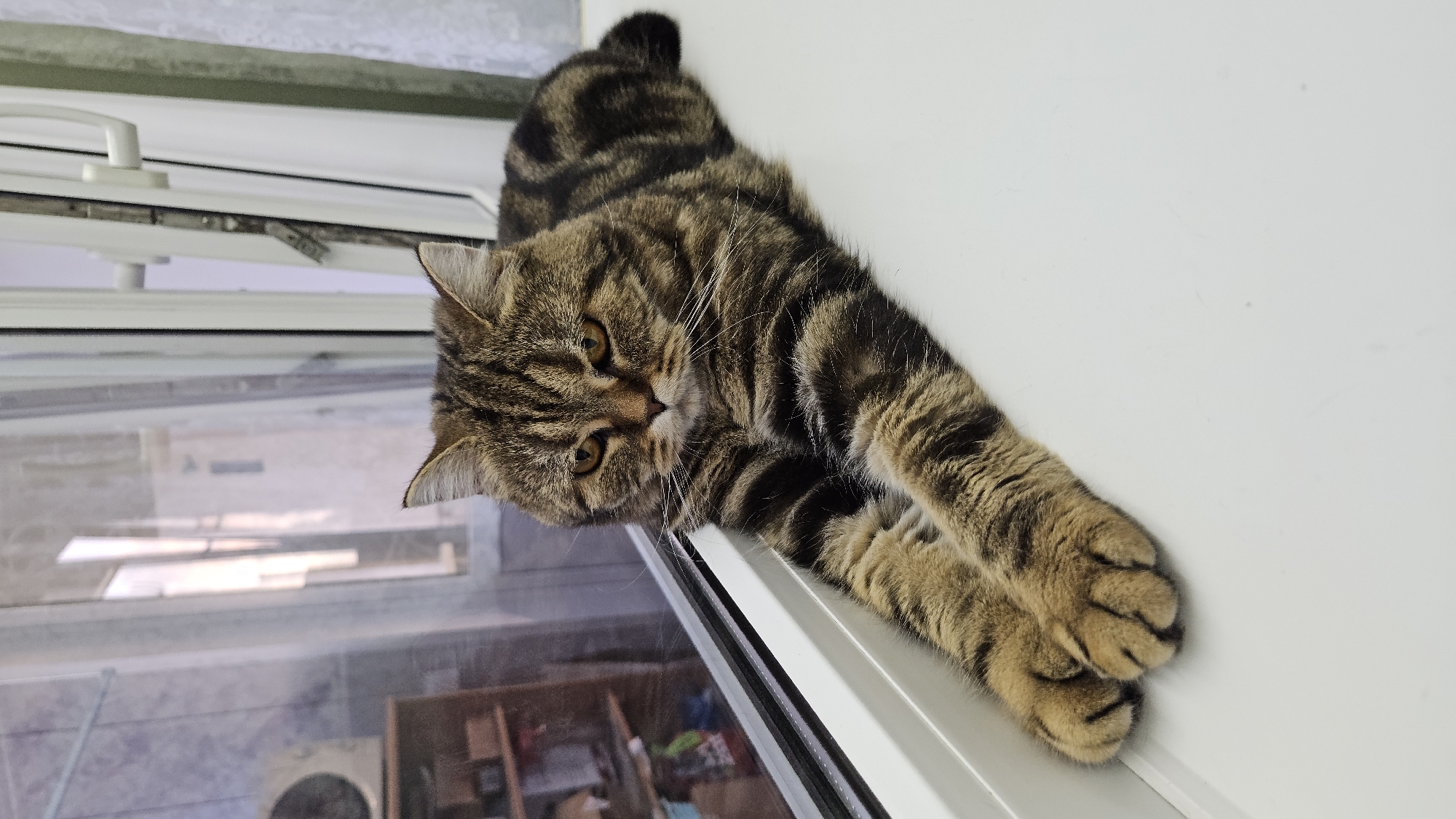 A brown tabby cat is lying on a white windowsill. The cat is facing downwards with its paws stretched out. The location is unknown.