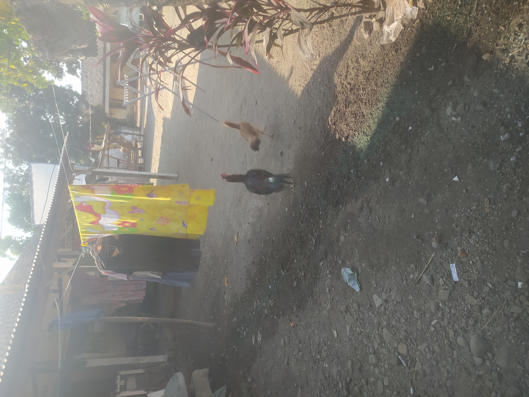 In the city of Karanggayam, Indonesia, a rooster and a hen are standing on a dirt ground. The rooster, with its dark plumage and iridescent green tail feathers, faces away from the camera. The hen, a lighter brown color, stands to its right, also facing away. Behind them, clothes are hanging on a clothesline in front of a house. The house has a corrugated metal roof and wooden supports. The ground is covered with dirt and small stones, with a few pieces of trash visible. A red-leafed plant is in the foreground to the right, casting a shadow on the ground. The scene is lit by bright sunlight.