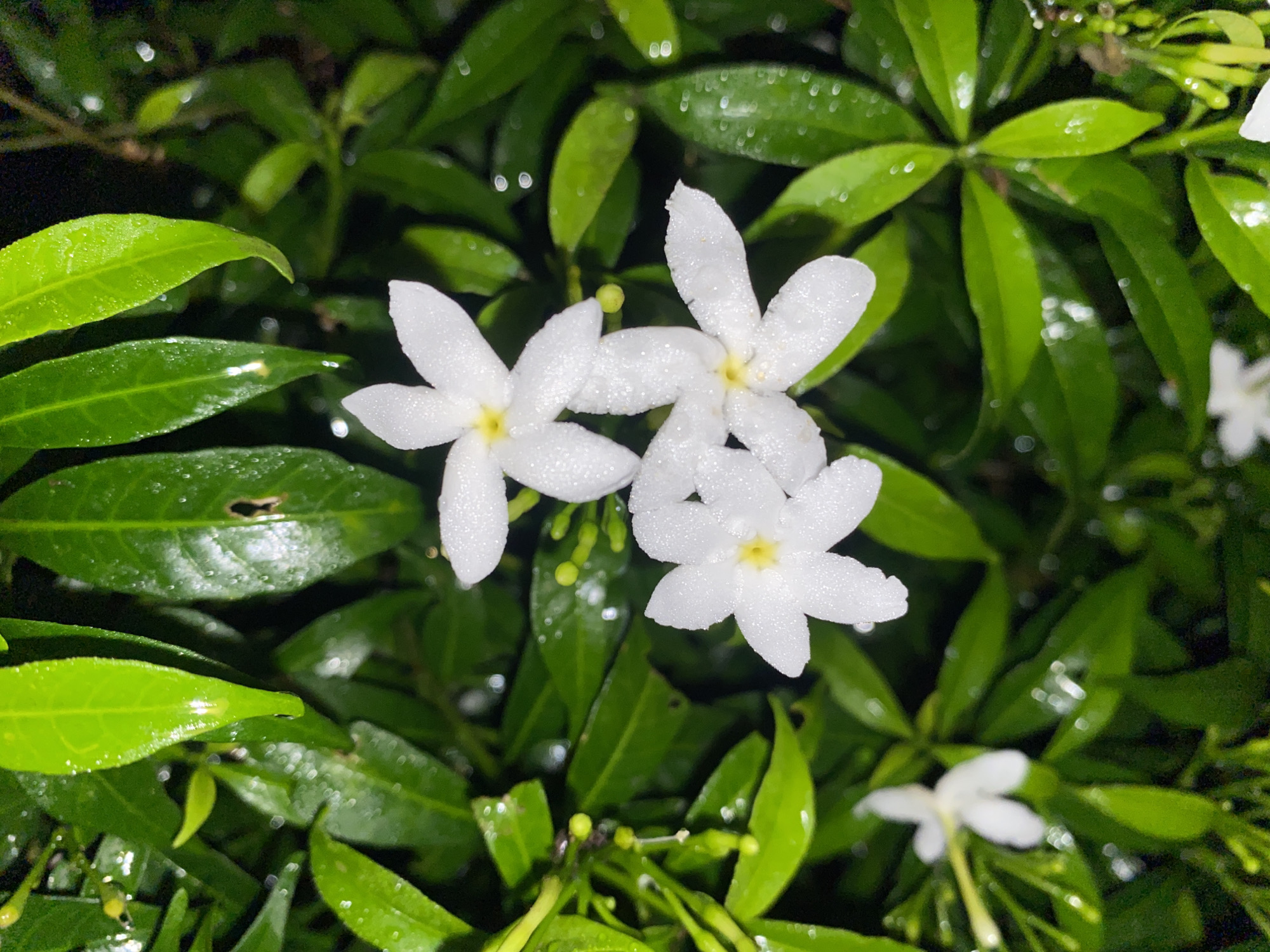 The image is a close-up, low-light shot of white star-shaped flowers with yellow centers, possibly Jasmine, covered in water droplets, suggesting recent rain. They are nestled among lush, dark green, waxy leaves, also glistening with water. The background is dark and out of focus, with some bokeh effects from water droplets or lights. There are no people or specific urban elements visible. The scene appears to be in a garden or natural setting within Davao City, Philippines, likely after a rain shower.
