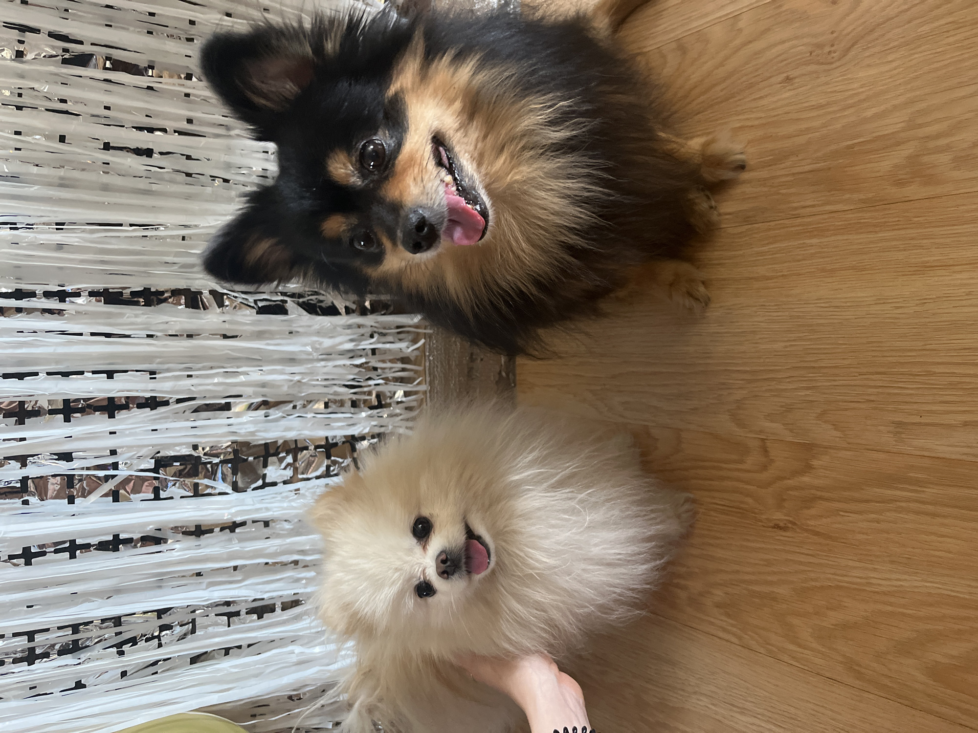 The image shows two dogs on a wooden floor next to a metallic fringe curtain. One dog is a long-haired breed with black and brown fur, and its mouth is open with its tongue visible. The other dog is a fluffy white Pomeranian, also with its tongue slightly out. A hand is visible near the white dog. The background consists of the wooden floor and the metallic fringe. There is no indication of a location in Izhevsk, Russia.