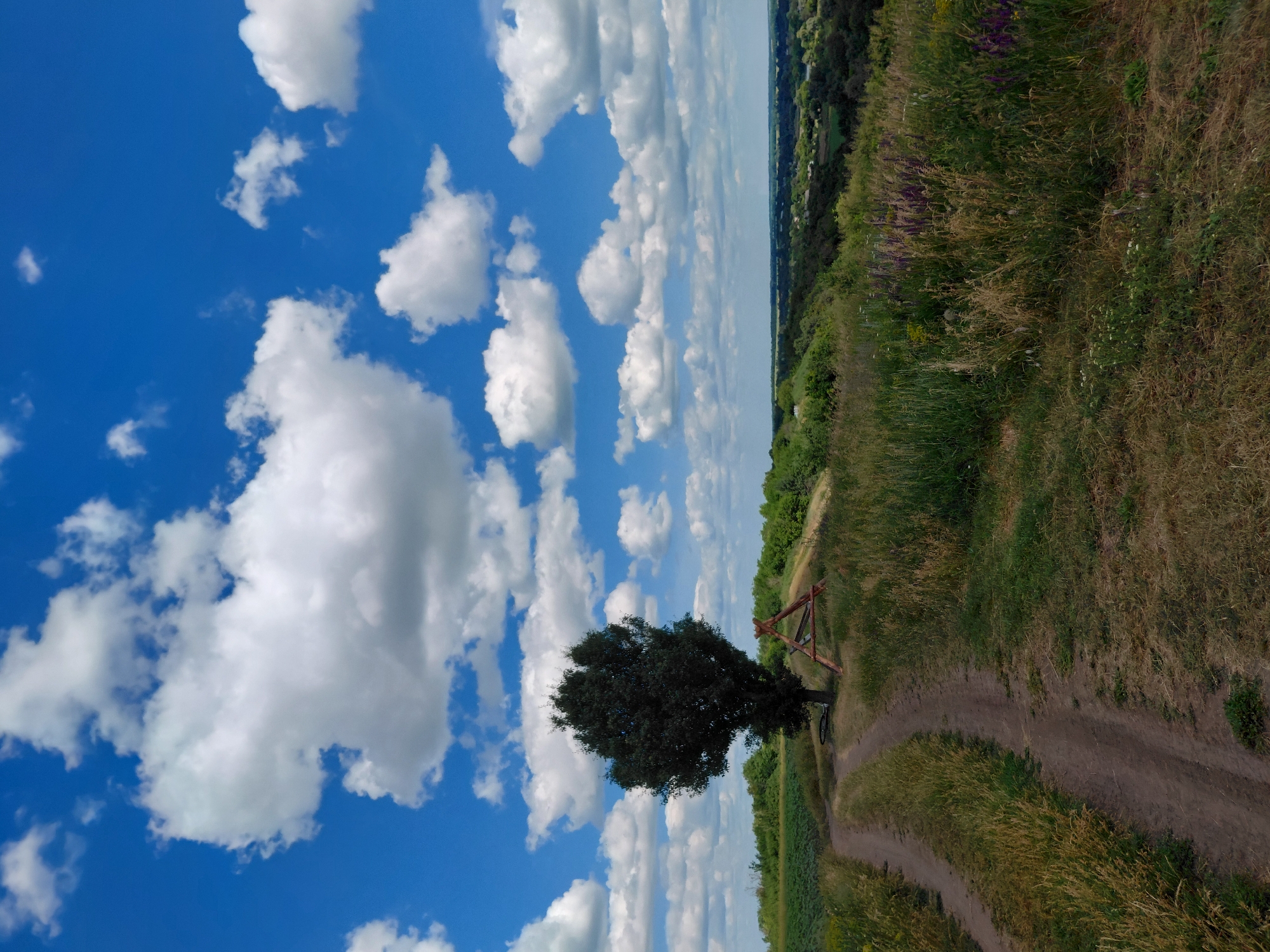 The image depicts a scenic rural landscape, likely in Ustyvytsia, Ukraine, under a bright blue sky dotted with fluffy white clouds. A dirt path winds through a grassy hillside, leading towards a solitary, dark green tree. To the right of the tree, a rustic wooden structure, possibly a bench or a decorative element, is visible. The foreground is dominated by tall, dry grass and wildflowers, with a field of green crops visible in the mid-ground to the left. In the distance, rolling hills covered with trees create a verdant horizon. The overall scene conveys a sense of natural beauty and tranquility. There are no people or animals present in the image.