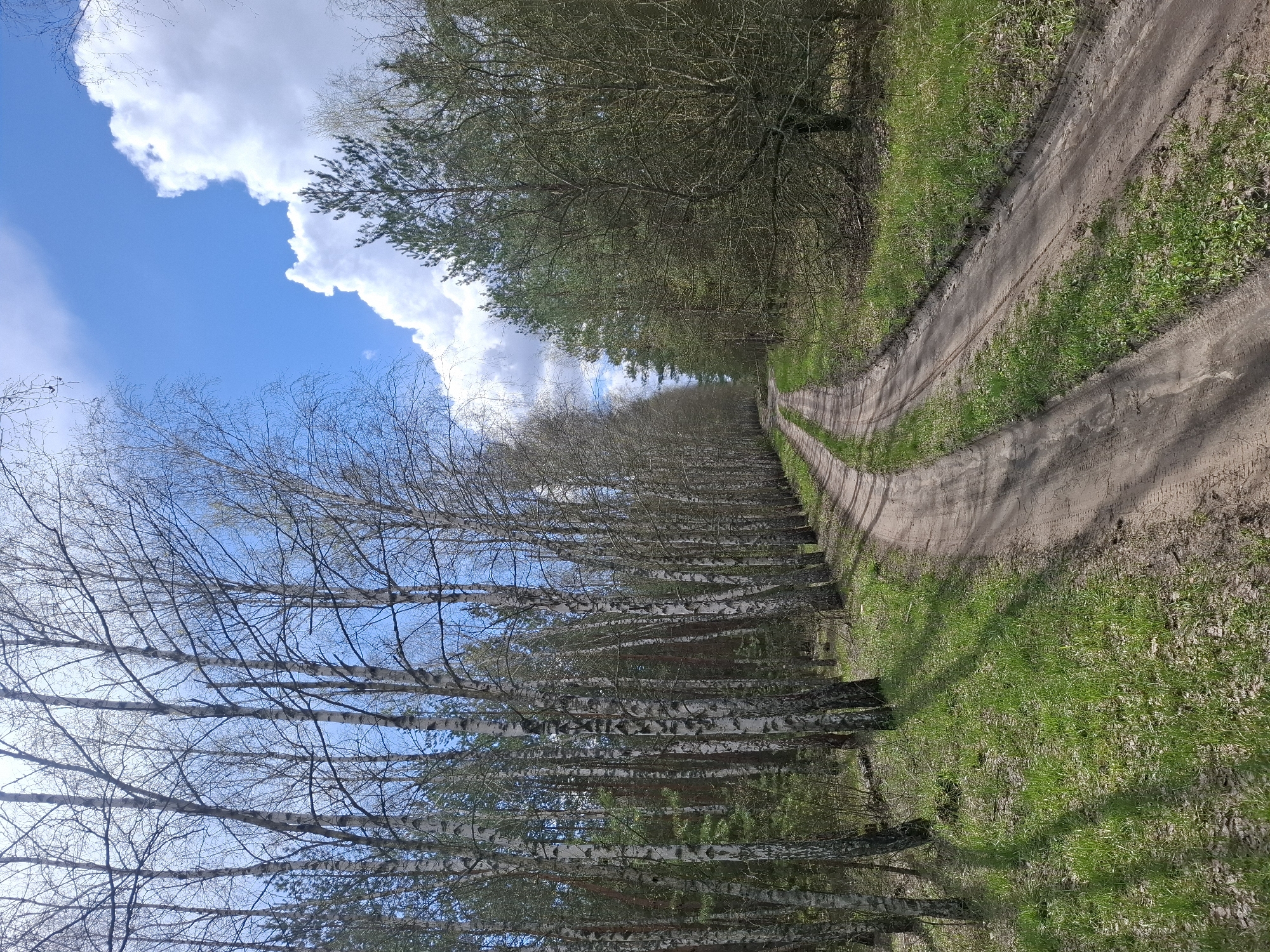 This image, taken in Елец-Маланино, Russia, captures a tranquil forest scene featuring a dirt road winding through trees under a bright sky.
The main subject is a narrow, unpaved dirt road with visible tire tracks, indicating its use by vehicles. It curves gently from the foreground and recedes into the distance, guiding the viewer's eye deeper into the forest.
On the left side of the road, a prominent row of tall birch trees stands with their distinctive white and black bark. Their branches are mostly bare, suggesting the early signs of spring or late winter, though some faint green buds might be present. To the right of the road, the forest appears denser, composed primarily of evergreen trees with dark green foliage, possibly pines, alongside some deciduous trees. Patches of vibrant green grass are visible along the edges of the road and between the tire tracks.
Above the trees, the sky is a vivid blue, adorned with large, fluffy white cumulus clouds. The bright illumination indicates it is daytime, likely late morning or early afternoon, with clear weather. No people, animals, or man-made objects other than the road are visible. The scene evokes a sense of peace and natural beauty, characteristic of a forest path in a rural setting.