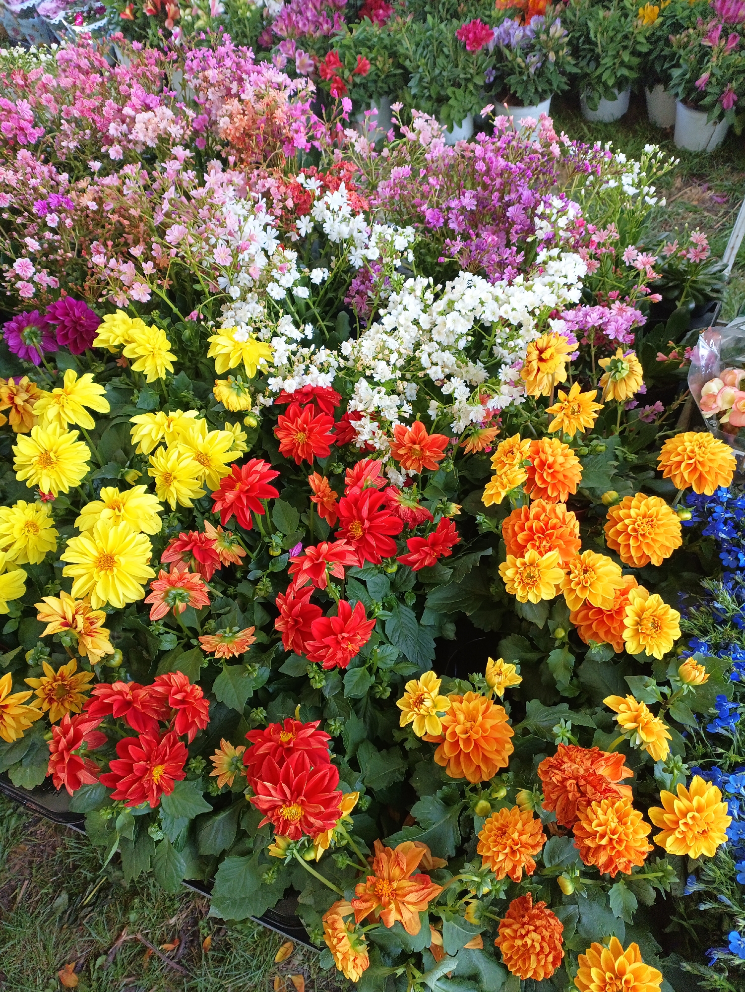 The image shows a colorful display of flowers, primarily dahlias, at a flower market or vendor stall. Dahlias in shades of yellow, red, and orange dominate the lower portion of the frame. Behind the dahlias, there are smaller flowers in various colors including pink, purple, and white. The flowers are densely packed together. The location is likely a flower market or store in Burgas, Bulgaria. There are no people visible in the image.