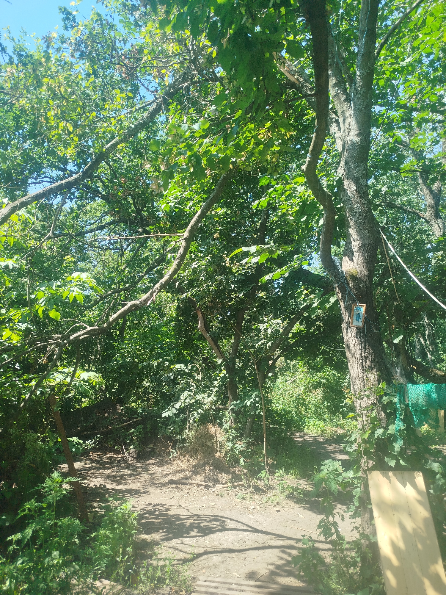 The image depicts a wooded area with a dirt path winding through it. The path is surrounded by lush green foliage and trees, with sunlight filtering through the leaves, casting shadows on the ground. In the foreground, a thick tree trunk is visible on the right side, with a small framed picture attached to it. A light-colored wooden plank leans against the tree. A green mesh material is draped over a branch of the tree to the right. The scene appears to be a natural, outdoor setting, possibly a park or a garden, in the village of Nova Tarasivka, Ukraine.
