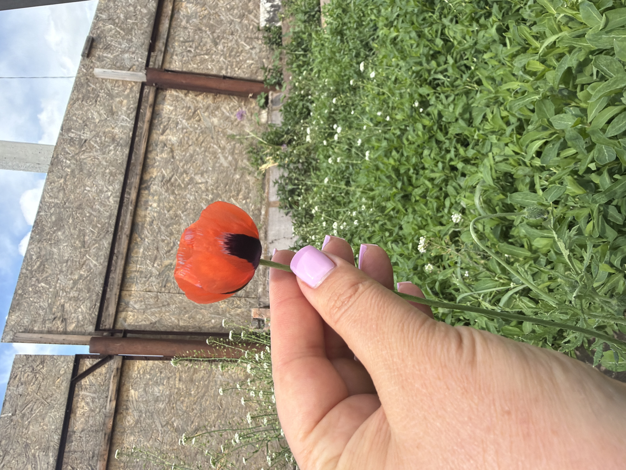 A person with pink manicured nails is holding a single red poppy flower with a black center. The flower's stem is thin and green. The background features a wooden fence constructed of rough-cut lumber, with gaps revealing a partly cloudy sky. To the right of the flower, there is dense green foliage interspersed with small white flowers. The location is likely Leningradskaya, Russia.