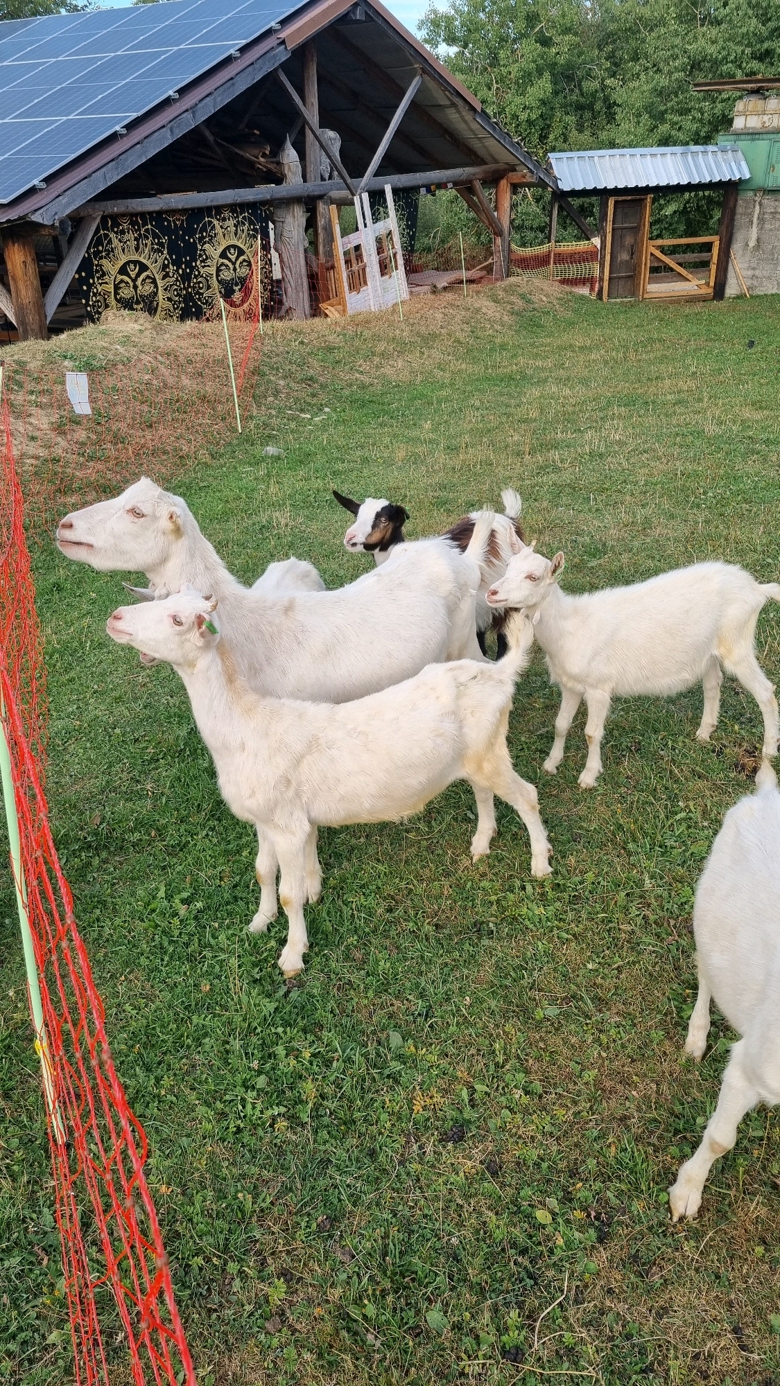 In Izky, Ukraine, a group of goats stands in a grassy enclosure. A wooden structure with a solar-paneled roof is visible in the background, along with a rustic shelter. The goats are various shades of white, some with black markings, and are grazing on the green grass. The enclosure is bordered by an orange net fence.