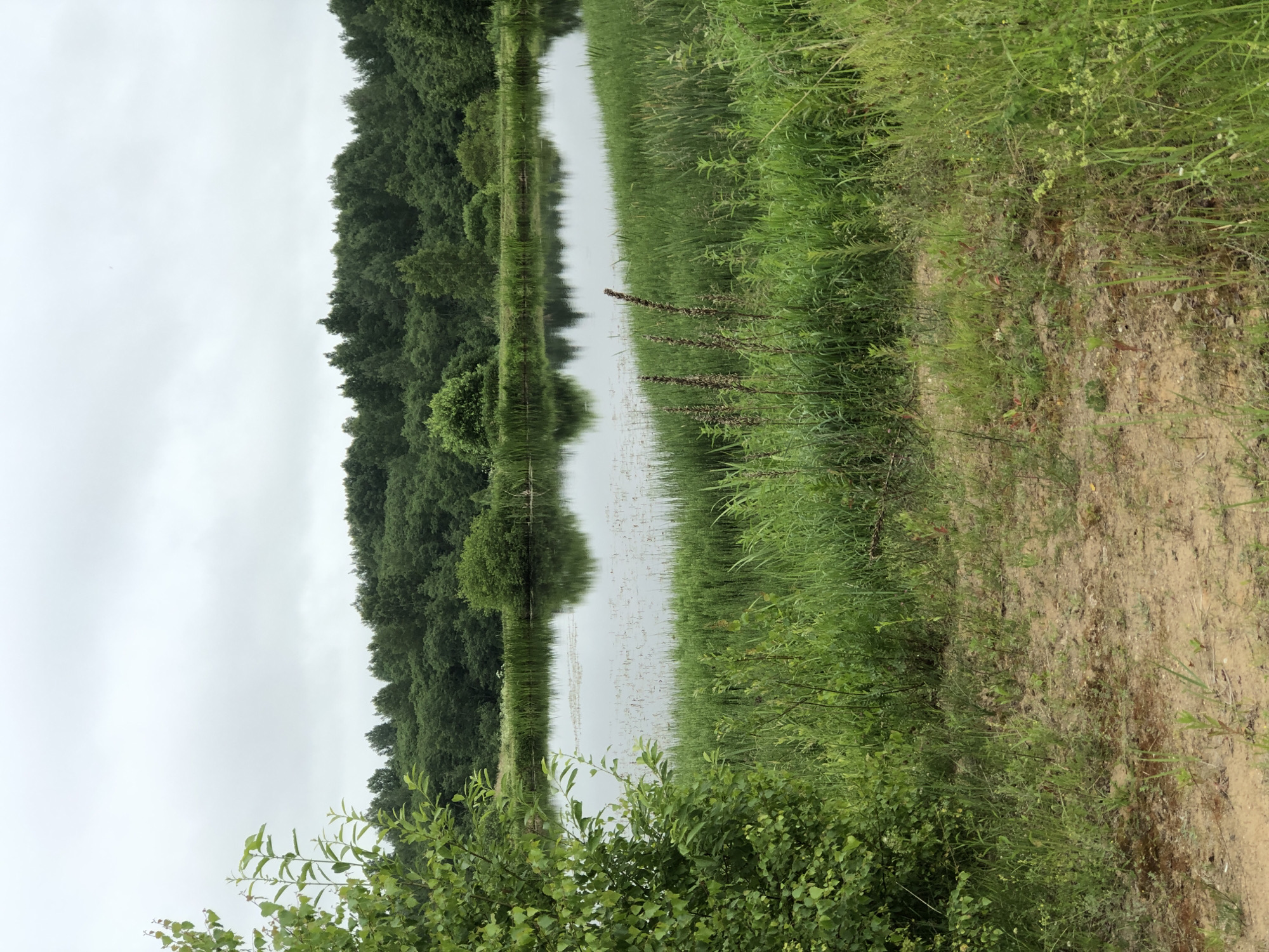 A serene, overcast day captures a tranquil pond scene bordered by lush green vegetation and a dense forest. In the foreground, a sandy path leads to the water's edge, with a variety of tall grasses and a leafy tree to the left. The pond's surface reflects the overcast sky and the surrounding trees, with some aquatic plants dotting the water. The background is dominated by a thick line of trees, their dark green foliage creating a natural barrier. The location is identified as Zhukovo, Russia. There are no people or animals visible in the image.