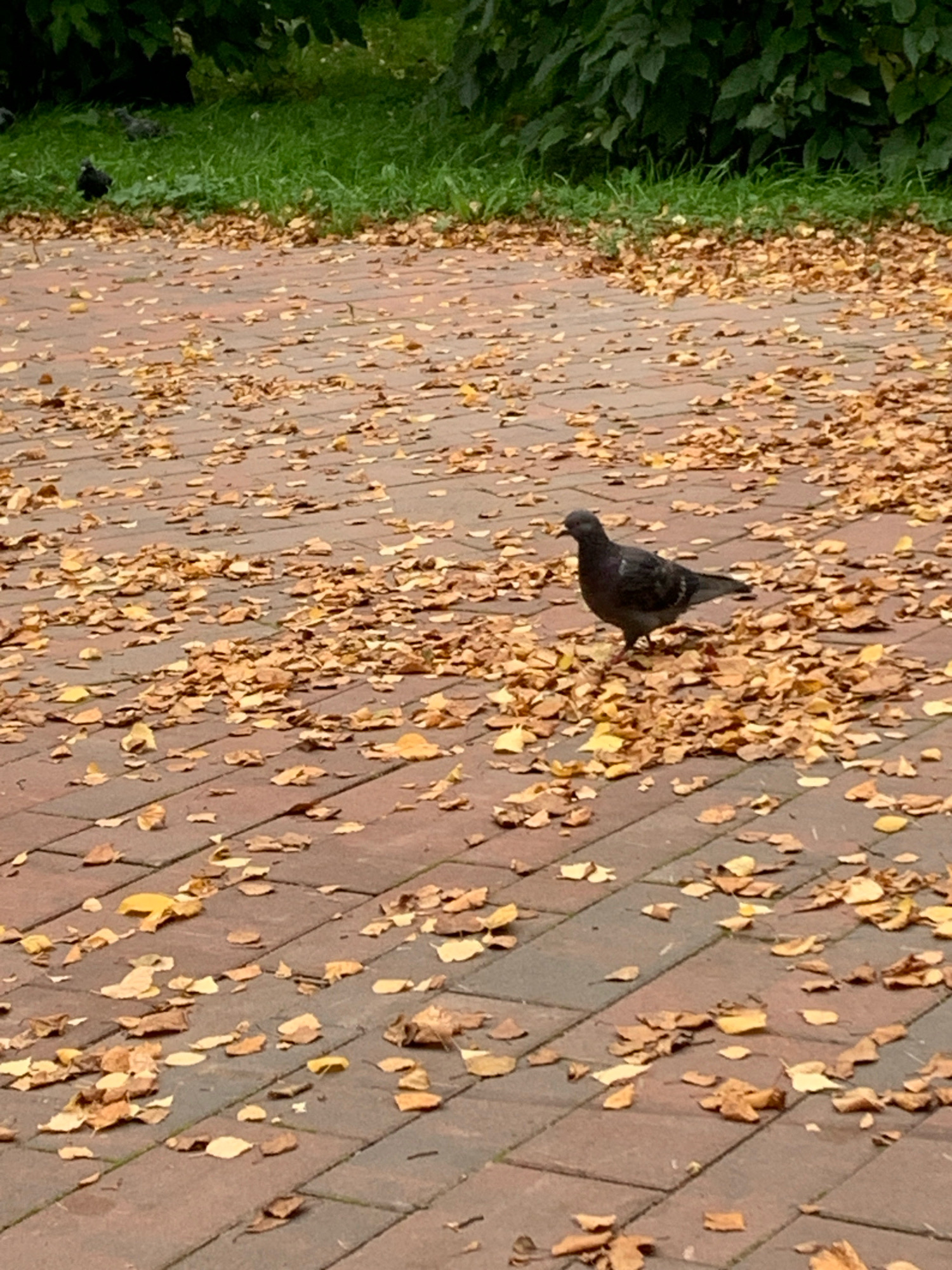 The image shows a pigeon standing on a brick pathway covered in fallen autumn leaves. In the background, there is green grass and dark foliage. The scene is likely a park or public space in Arkhangelsk, Russia, as indicated by the presence of autumn foliage typical of the region during the fall season. The lighting suggests it is daytime, possibly overcast. There are no people visible in the frame.