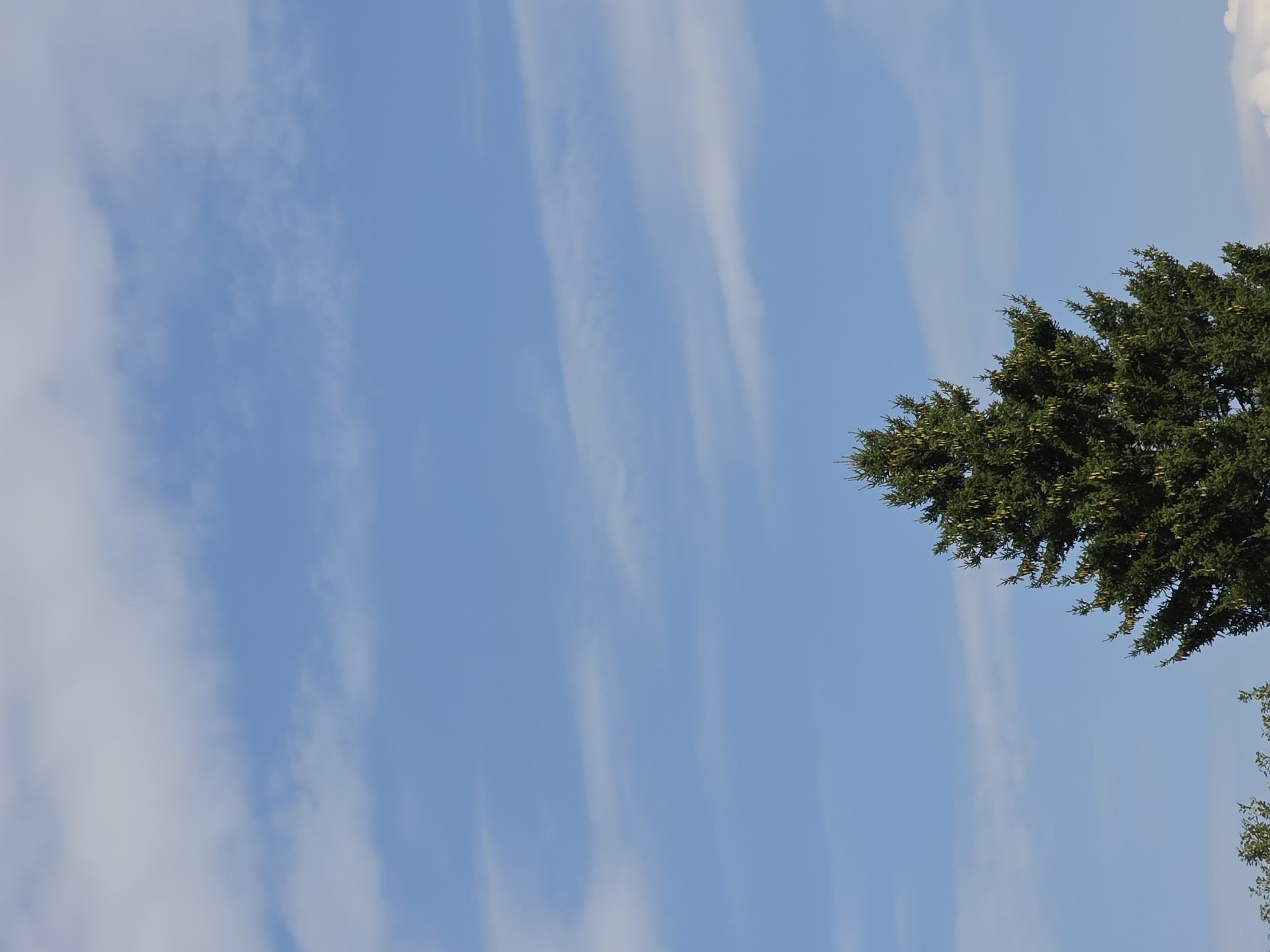The image shows the top of a coniferous tree against a blue sky with scattered white clouds. The tree is dark green and appears to have cones. The sky is clear and bright. The bottom edge of the image shows a sliver of more foliage, possibly from another tree. The location is identified as Magnitka, Russia.