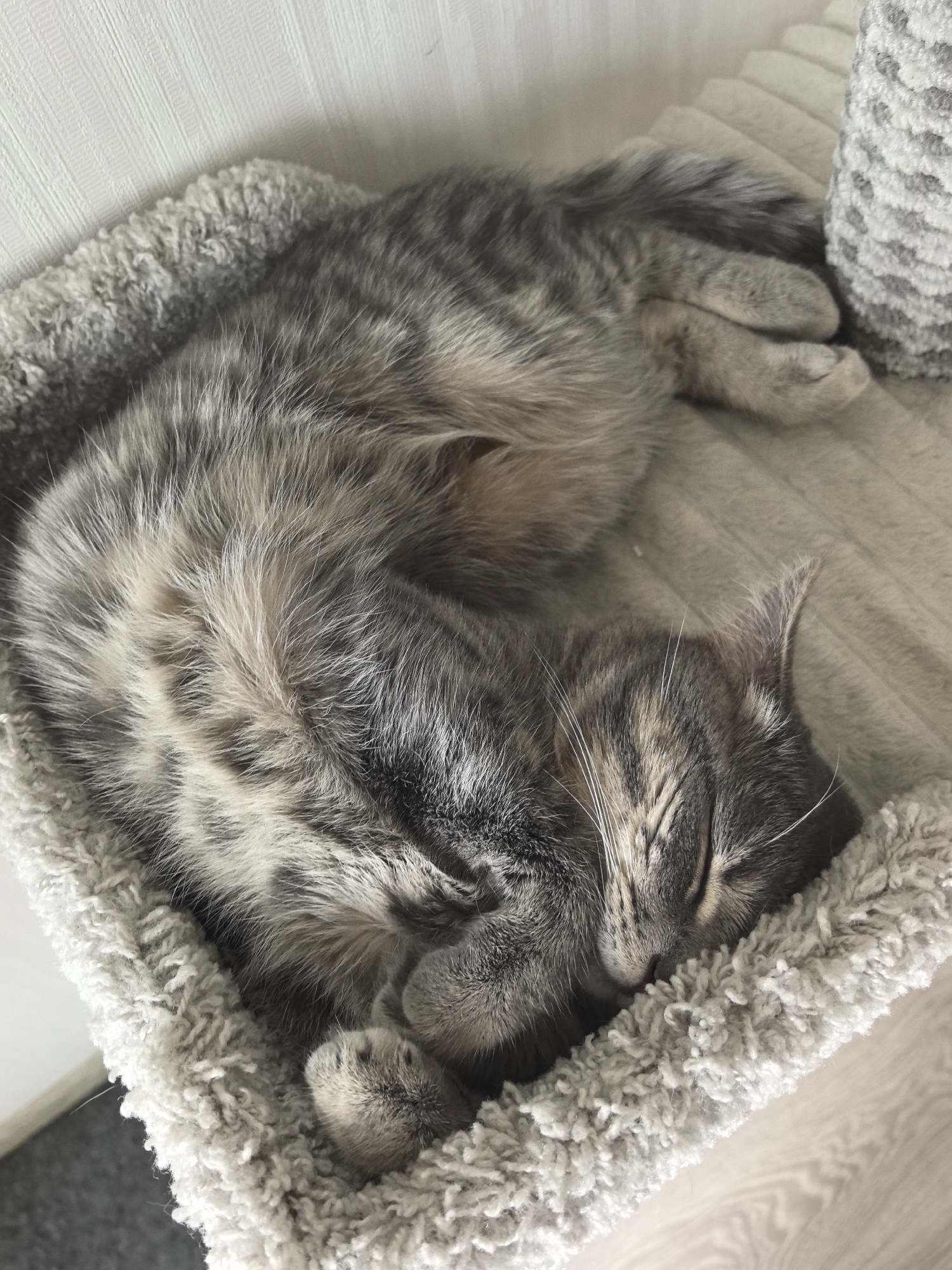 A grey tabby cat is photographed sleeping curled within a light grey, plush cat bed, which appears to be part of a cat tree. The feline's eyes are closed, and its front paws are tucked beneath its head. A textured, light-colored wall is visible in the upper left background, with light wood or laminate flooring on the lower right. This indoor scene is situated in Perm, Russia.