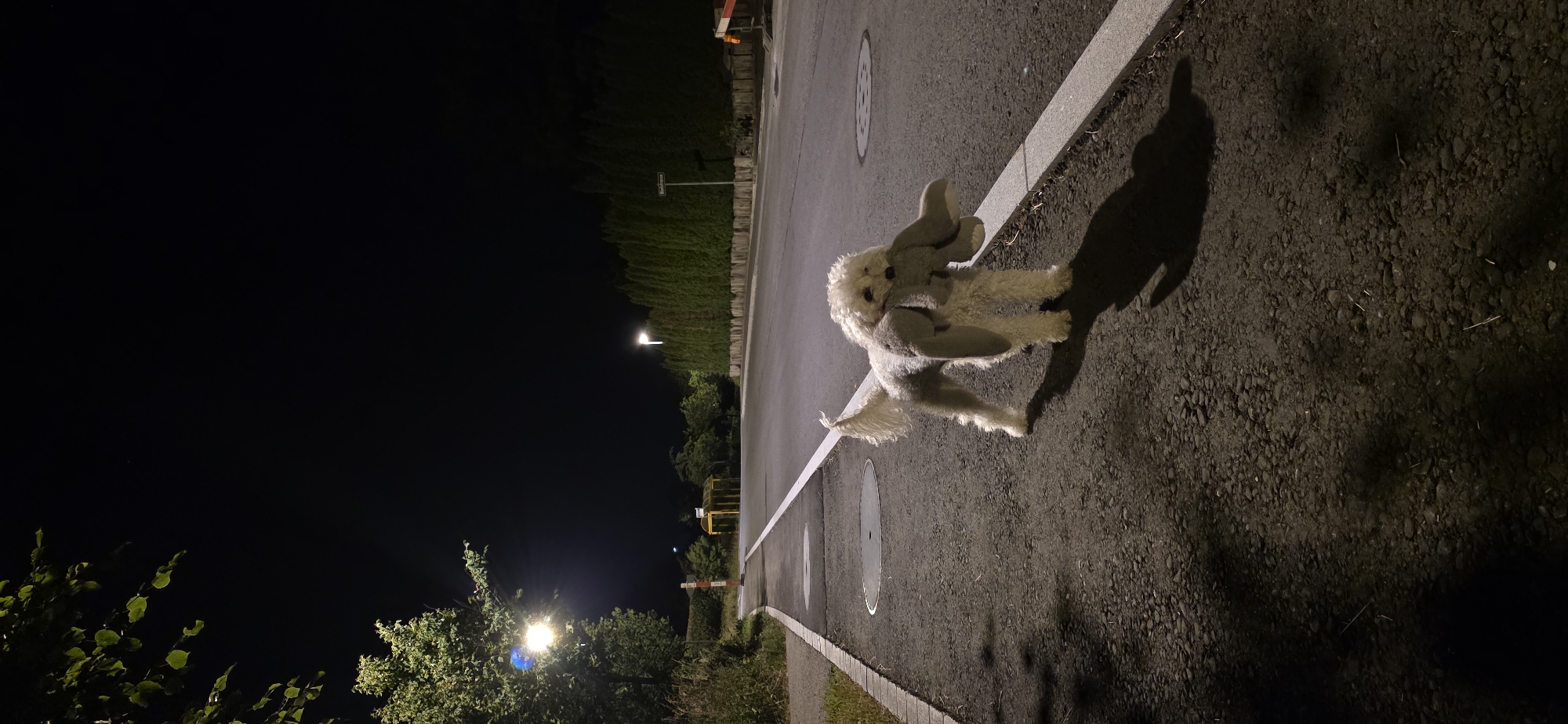 A white poodle mix dog with a gray stuffed toy in its mouth stands on the asphalt of a road at night. The dog is facing the viewer and appears to be walking. The road has a white line marking its edge, and a sidewalk is visible to the left of the road. A lamppost illuminates the scene from the left, casting shadows on the road. In the background, there is a row of tall green trees, a street sign that reads "Büelstrasse", and a distant streetlight. The sky is dark, indicating nighttime. This scene is located on Büelstrasse in Lieli, Switzerland.