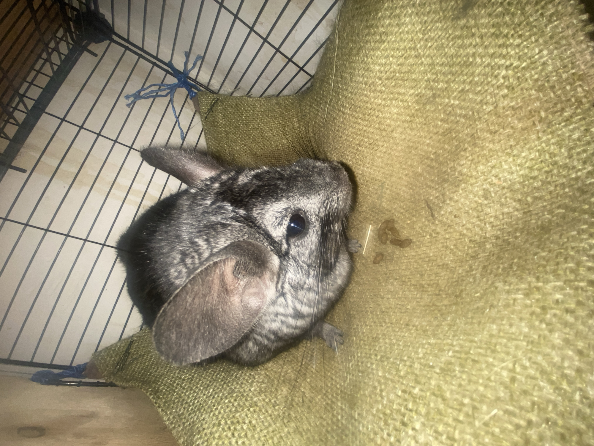The image shows a chinchilla resting on a green fabric hammock inside a cage. The chinchilla is primarily gray with black markings and has large ears. The cage has wire bars and a wooden back panel. There are some droppings visible on the hammock. The location is not determinable from the image.