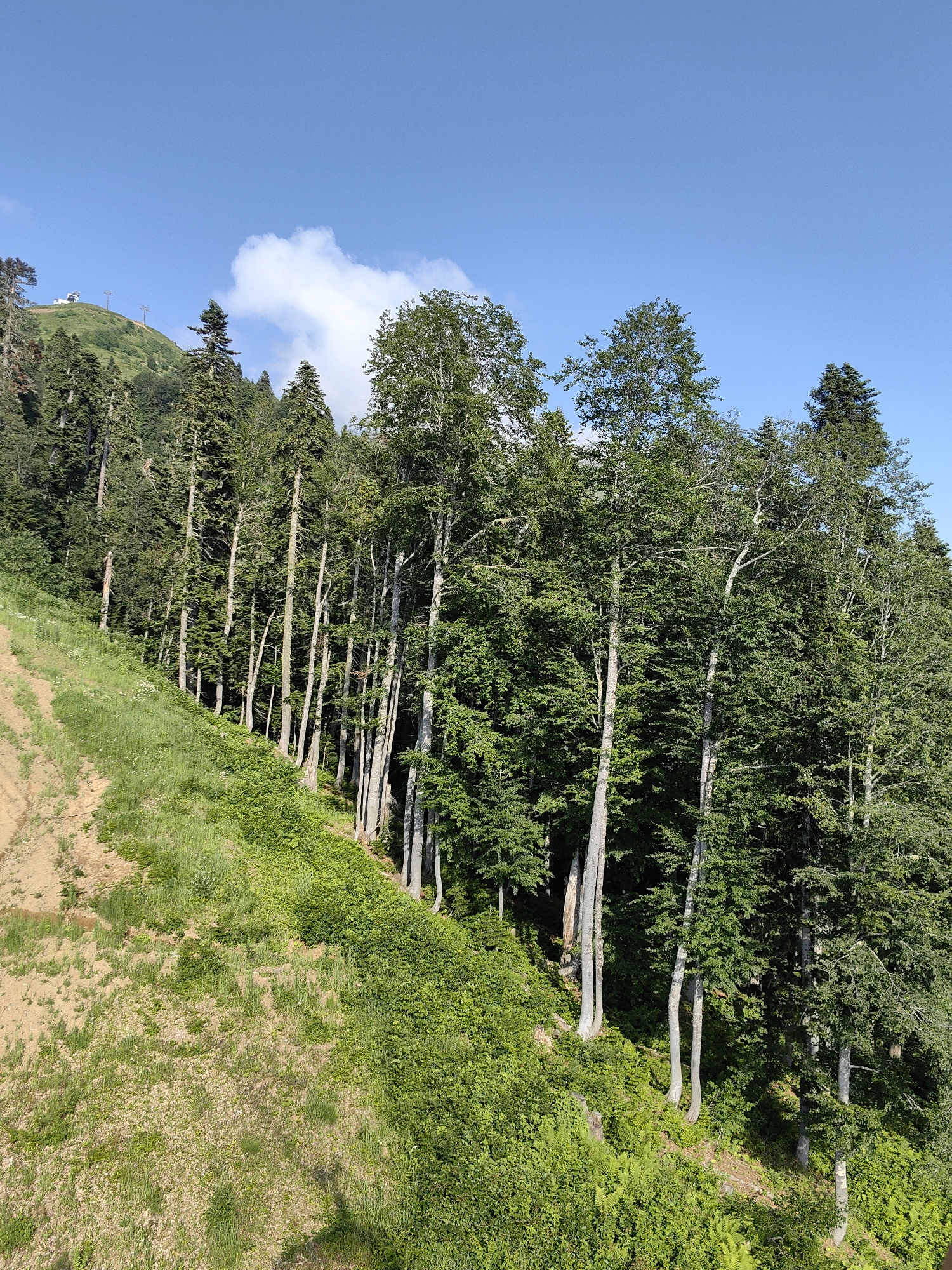 This is a photograph taken from a high vantage point looking down a grassy slope towards a dense forest. The slope is covered in green grass and patches of bare earth, with some scattered wildflowers. The forest consists of a variety of tall, slender trees with lush green foliage. The sky above is a clear, bright blue with a few wispy white clouds. In the distance, on a hilltop, there appears to be some man-made structures and what looks like a ski lift. The image captures a natural landscape likely located in the mountainous region surrounding Estosadok, Russia, a popular resort town known for its ski slopes and natural beauty.