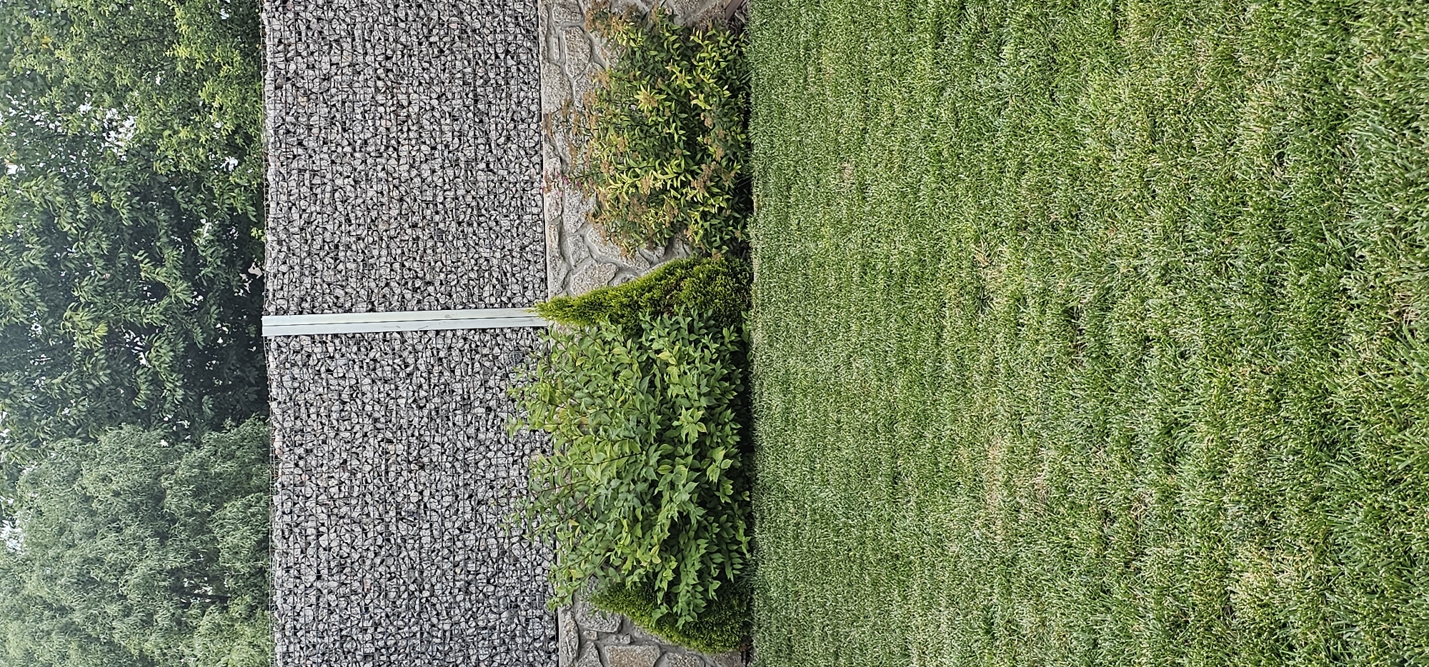 A gabion wall, filled with gray stones, forms the background of this outdoor scene. A segment of a stone wall is visible beneath the gabion wall. In front of the gabion wall, there are two bushes and a conical evergreen tree. A lush green lawn occupies the foreground of the image. The scene is set in an outdoor environment, with trees visible at the top of the frame. The location is unknown.