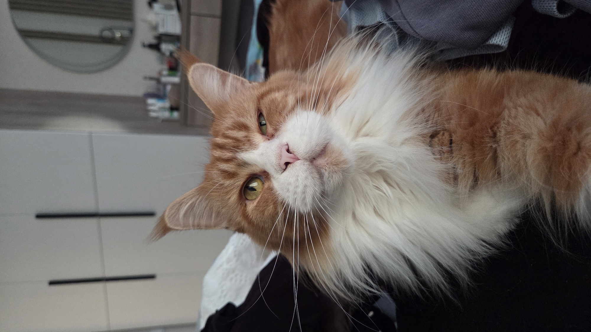 The media file is a close-up, horizontally oriented, low-angle shot of a Maine Coon cat. The cat has ginger and white fur, with distinct ginger patches on its head and back, and a fluffy white ruff around its neck and chest. Its eyes are large and a striking yellow-green color. The cat's head is tilted, and it appears to be looking directly at the camera with a calm, almost curious expression. Its nose is pink, and long white whiskers fan out from its muzzle.
The background is somewhat blurred, suggesting the focus is entirely on the cat. To the left, there appears to be a dresser or cabinet with several drawers, and a circular mirror reflecting some items on a shelf. The setting appears to be indoors, possibly a home environment, with a neutral-toned, modern aesthetic. There is no indication of the time of day or weather. No text is visible in the image.