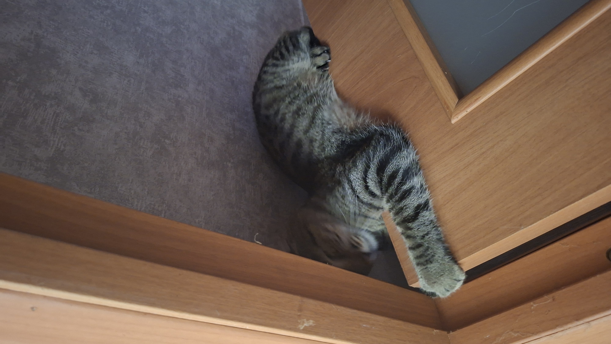 The image shows a tabby cat curled up in the narrow space between a wooden door frame and a wall. The cat's body is mostly obscured, but its striped tail and paws are visible. The cat appears to be resting or sleeping. The environment is domestic, with wooden surfaces and textured wallpaper. The location is an indoor setting, specifically a residential dwelling. There are no people visible in the image, and no external environmental factors like weather or time of day can be determined. The image is a still photograph, and the subject's action is passive resting. The scene does not provide any information about the city of Myadzyel, Belarus.