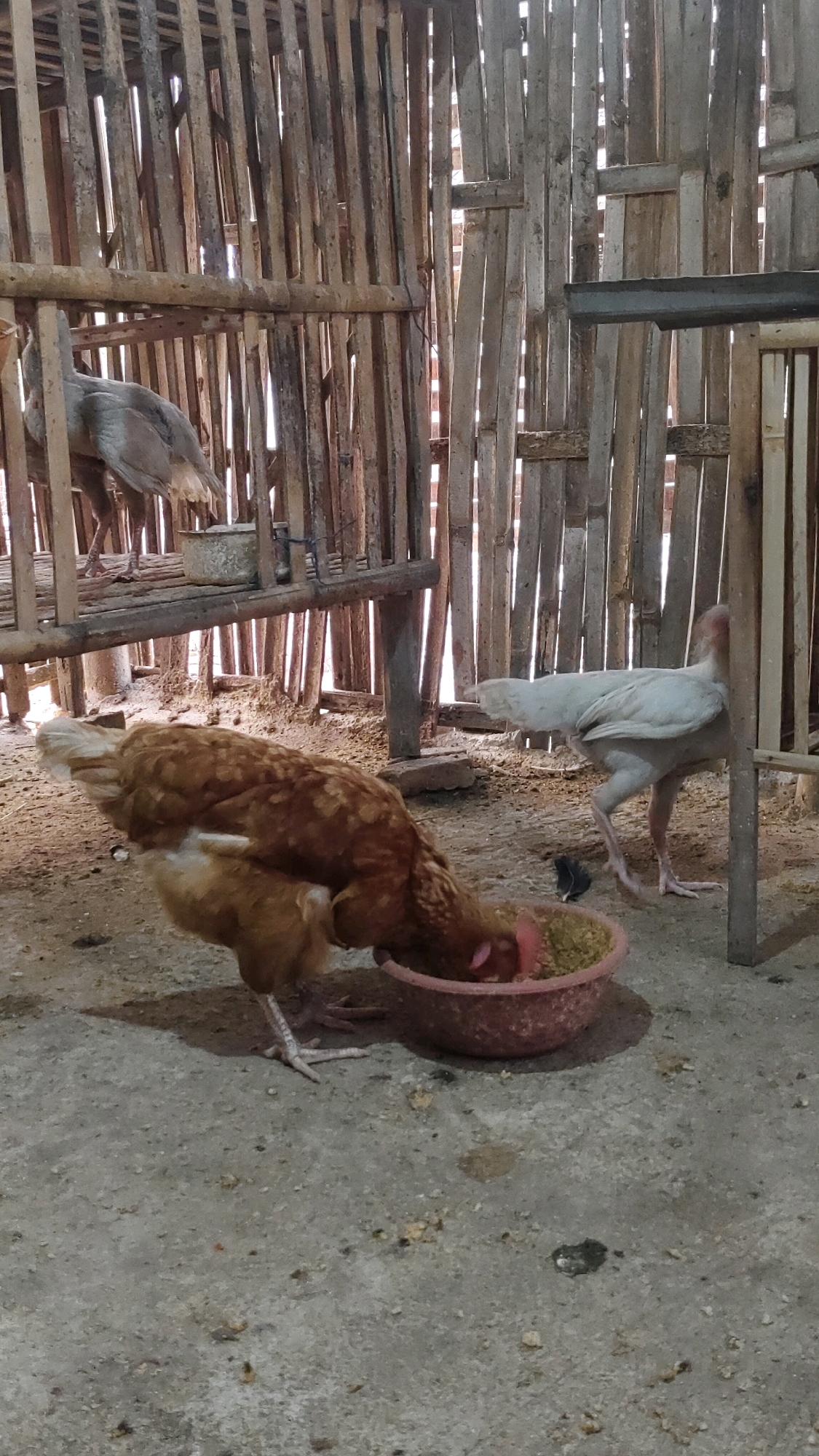 In a rustic chicken coop, constructed from vertical bamboo poles and horizontal wooden planks, three chickens are visible. One brown hen, with a lighter brown chick peeking from beneath her, is actively eating from a pink bowl filled with feed. To the right, a pale, white chicken stands, also appearing to be interested in the food. In the background, a grey chicken is perched on a wooden platform. The coop floor is a rough, concrete surface with scattered debris. The overall environment suggests a rural or semi-rural setting. Based on visual cues and common knowledge, this scene could plausibly be located in the vicinity of Purwodadi, Indonesia, a region known for its agricultural activities and poultry farming.
