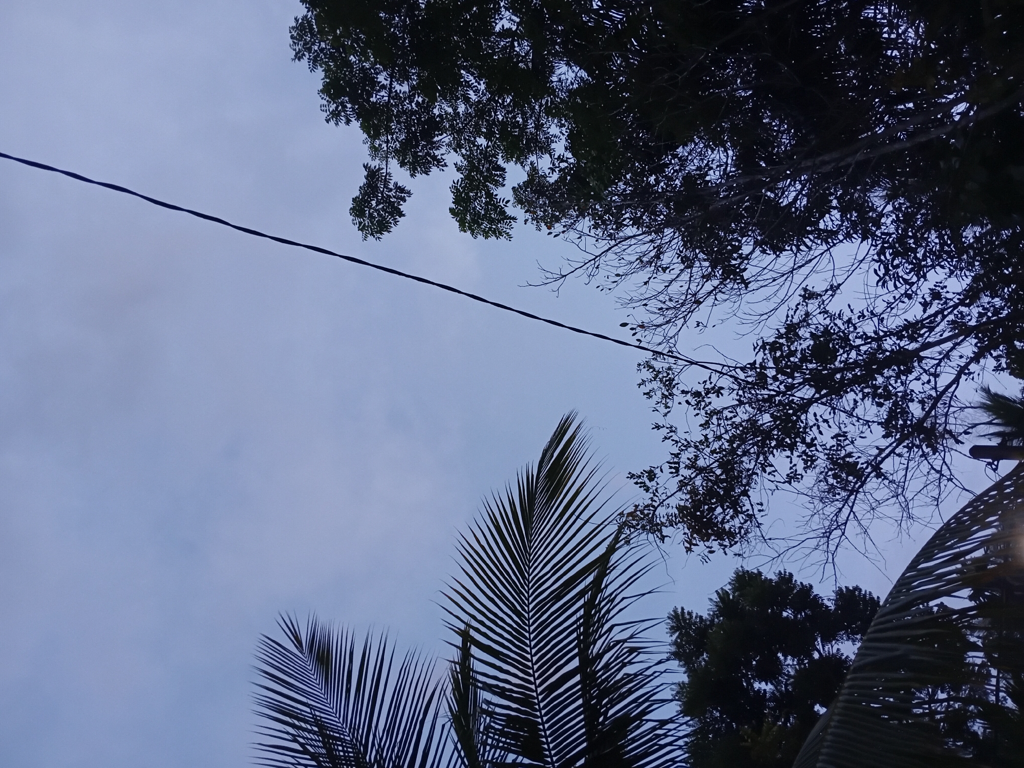 The image is a low-angle shot of a twilight sky over Aluebuya, Indonesia, with silhouetted palm fronds in the foreground and trees against the dusky sky. A single power line bisects the frame diagonally from the upper right to the lower left. The sky is a pale blue, suggesting the time is either dawn or dusk. The palm leaves, one large frond on the left and another partially visible at the bottom, are dark and sharply defined. Several trees, densely packed and appearing lush with leaves, are visible on the right side of the frame, also silhouetted against the sky. A more sparse, bare-branched tree is visible in the mid-ground, between the palm fronds and the denser trees. The overall impression is one of a natural scene on the outskirts of or within a vegetated area of Aluebuya. There are no people or visible signs of human activity other than the power line and a hint of a pole at the bottom right.