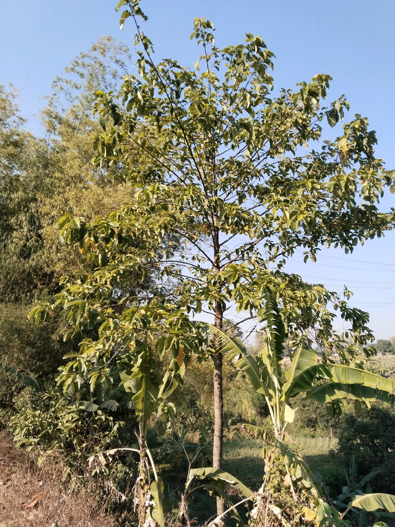 A full-frame, eye-level outdoor vertical shot shows a medium-sized tree with sparse, light-green leaves and thin branches. The tree is situated in a rural area, possibly on the outskirts of Kuripansari, Indonesia, given the presence of lush vegetation and a clear blue sky. The tree trunk is slender and dark brown, with its canopy reaching towards the top of the frame. Behind the main tree, there are tall, thin stalks of bamboo, their feathery leaves adding texture to the background. To the right of the main tree, the broad, green leaves of a banana plant are visible, some of them curling and showing signs of wear. The ground beneath the trees is covered with dry, brown vegetation and some scattered green plants. In the distance, a hazy landscape of rolling hills and scattered trees can be seen under the bright sky, with faint power lines visible against the horizon. The scene is bathed in natural sunlight, casting subtle shadows and highlighting the textures of the foliage and the dry ground. There are no people or animals in the image.