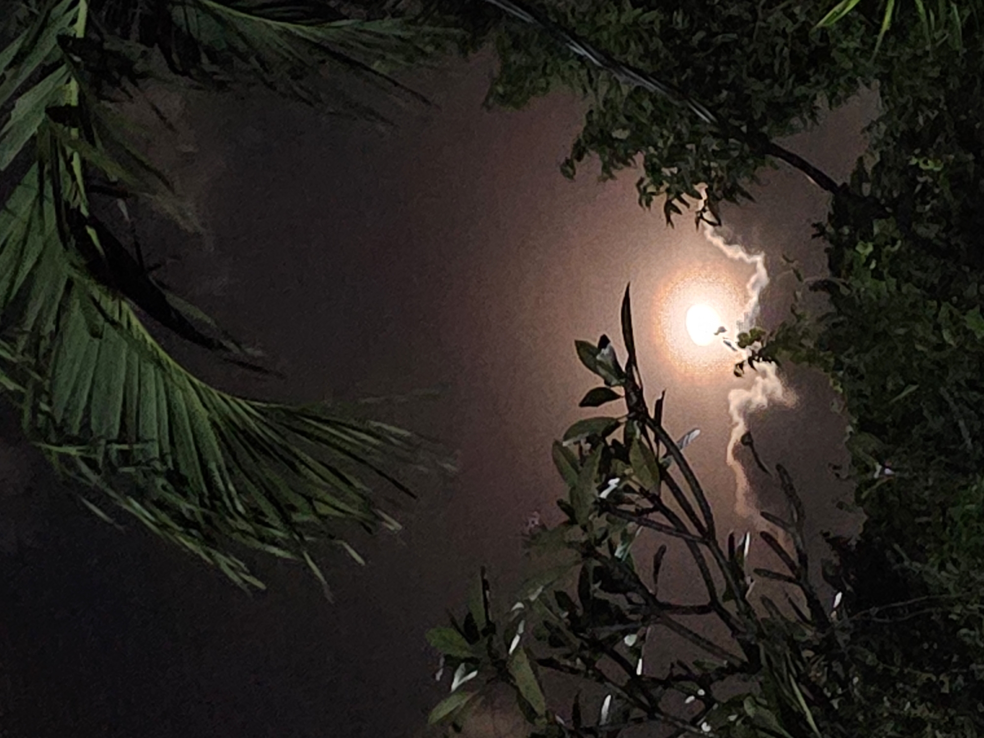 This media file depicts a night scene with a full moon partially obscured by clouds and foliage. The moon is the central illuminated subject, glowing with a warm, orange hue and surrounded by a faint halo. Wispy clouds streak across the sky, creating a dramatic effect around the moon.
The foreground and edges of the frame are dominated by the dark silhouettes of lush green leaves and branches from palm trees and other tropical plants. These elements frame the moonlit sky, creating a sense of looking up through a canopy. The lighting suggests it is nighttime, with the moon providing the primary illumination for the scene, casting a soft glow on the surrounding clouds and hints of the foliage.
The overall mood is serene and possibly mystical, with the dramatic interplay of light and shadow created by the moon and clouds. There are no discernible people or objects other than the natural elements. The scene is set in a tropical location, strongly suggested by the presence of palm fronds. The location context is Denpasar, Indonesia. There is no visible text in the image.