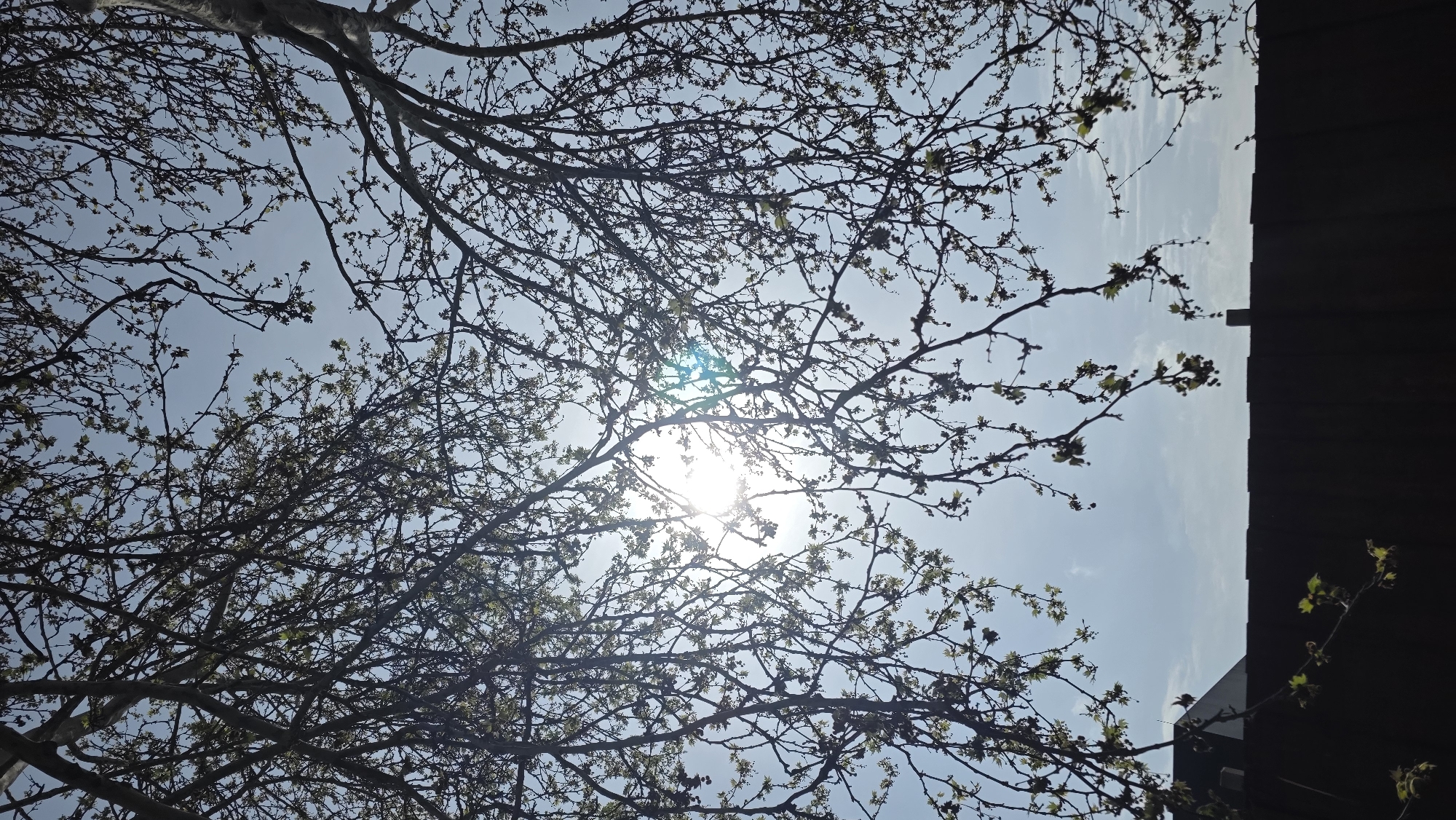 The image depicts a view looking up through tree branches towards the sky. The sun is visible, partially obscured by the branches, creating a bright glare. Some of the branches have small green leaves, suggesting it is springtime. A dark structure, possibly a building or a fence, is visible on the right side of the frame. There are no people visible in the image. The location is unknown so its city of Blagoevgrad, Bulgaria, cannot be confirmed.