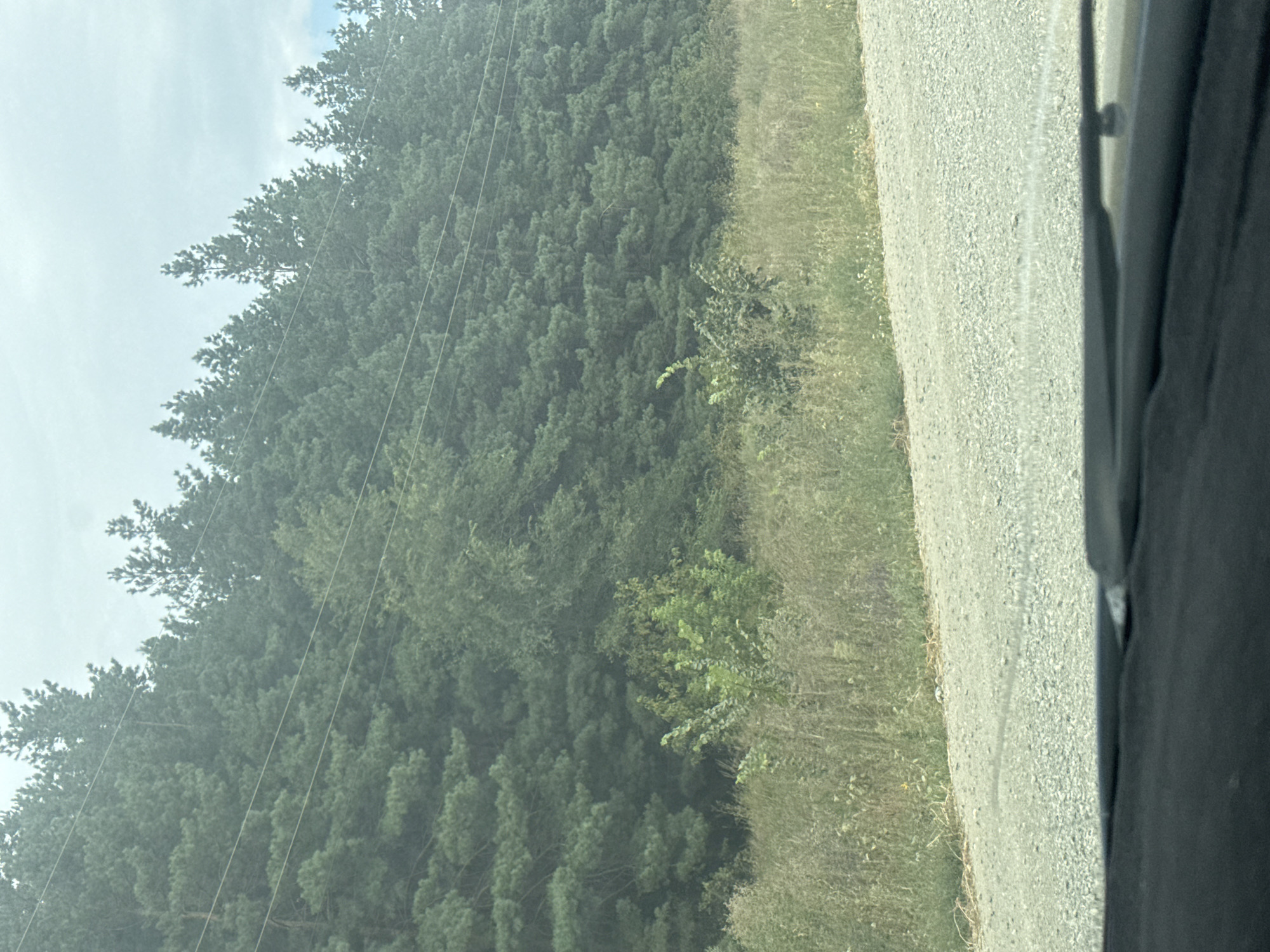 A wide shot shows a densely wooded area of pine trees bordering a gravel road. Several power lines are visible stretching across the trees. The foreground is dominated by the windshield and dashboard of a vehicle, indicating the photo was taken from inside. The sky is overcast. The image is not identifiable as being in Vasilievka, Russia.