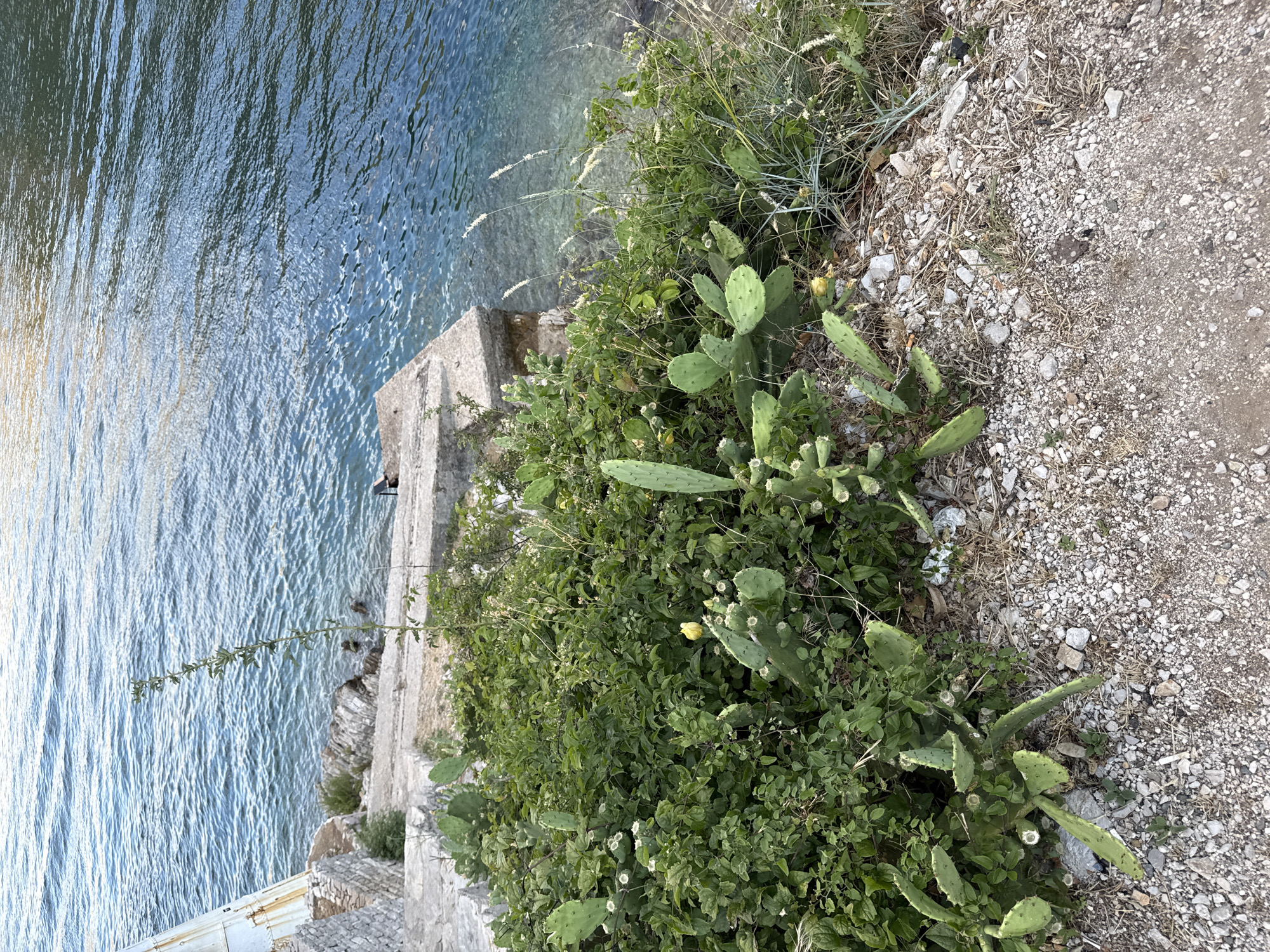 The image shows a rocky shoreline with a concrete structure leading down to the clear blue water. Lush green vegetation, including prickly pear cactus with yellow blossoms, covers the foreground and the edges of the concrete. A tall, slender plant with small leaves grows near the water's edge. The water appears calm with ripples on the surface. The overall scene is natural and coastal, suggesting an outdoor environment. The location is identified as Đurići, Montenegro.