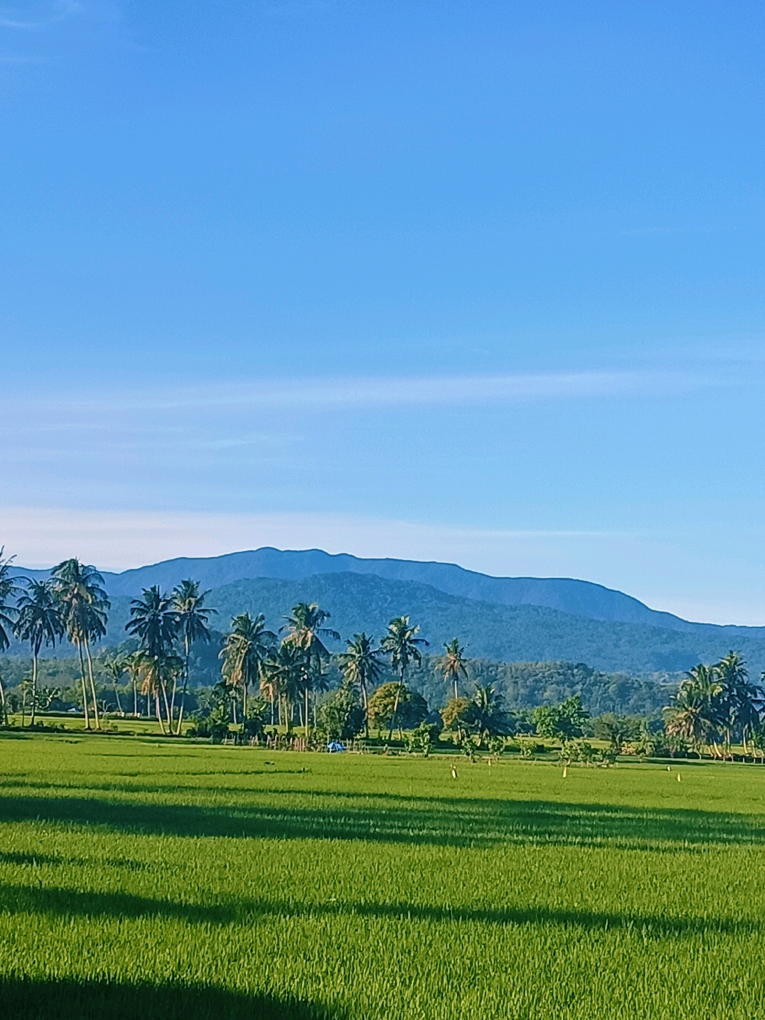 A wide, verdant rice field stretches across the foreground of the image, bathed in the warm light of what appears to be early morning or late afternoon. The lush green stalks of rice are illuminated from the side, casting long, distinct shadows across the field, indicating a low sun angle. In the middle ground, a line of tall, slender palm trees stands prominently against a backdrop of rolling hills covered in dense greenery. Beyond the hills, a majestic mountain range dominates the horizon, its peaks softly defined against a clear, pale blue sky. The sky is mostly cloudless, with a few wispy, thin clouds stretching horizontally across the upper portion of the frame. The scene evokes a sense of serene rural beauty. The image appears to have been taken in or around Pulo Dayah, Indonesia, a location known for its agricultural landscapes. No people are visible in the frame.