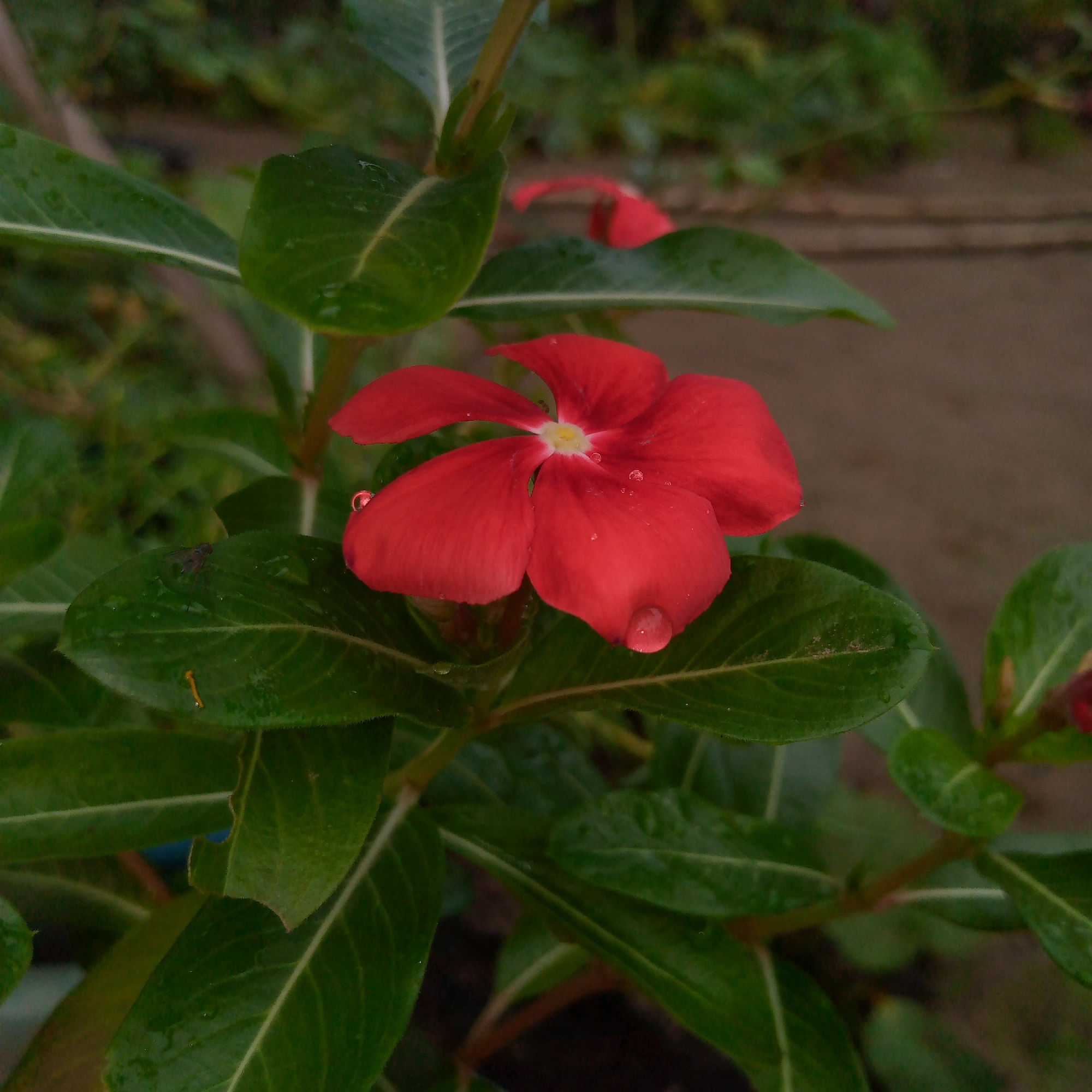 A close-up, eye-level shot captures a vibrant red flower with five petals, each adorned with a tiny droplet of water. The flower is the central subject, with its petals fanned out and a yellow-white center. Green leaves surround the flower, some wet with water droplets, indicating recent rain or dew. One leaf on the left has a small, dark insect on it. The background is a blur of green foliage and a muted brown surface, suggesting an outdoor setting likely in Meunasahblang, Indonesia. The lighting is soft, creating a natural and slightly diffused effect.