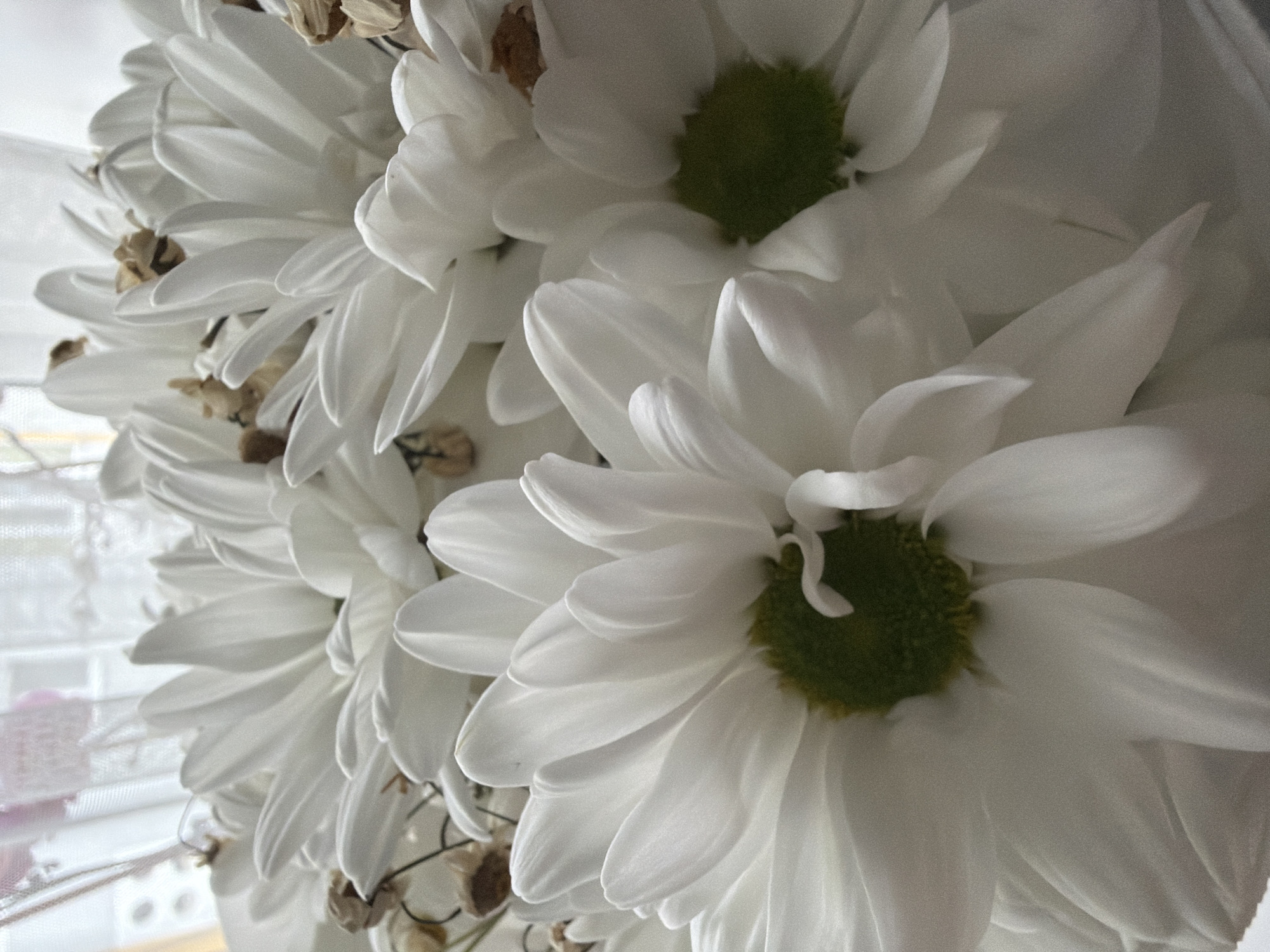 The image shows a close-up of a bouquet of white chrysanthemums. The flowers are in various stages of bloom, with some fully open and others still budding. The petals are soft and delicate, with a slight curl at the edges. The centers of the flowers are a bright green. Some of the flowers have dried brown elements interspersed, possibly from the bouquet arrangement. The background is blurry and appears to be a sheer curtain, suggesting the bouquet is indoors near a window. There are no people or animals visible in the image. The overall impression is one of natural beauty and delicate form. The location in the city of Novoyavorivsk, Ukraine, is not explicitly depicted in the image itself.