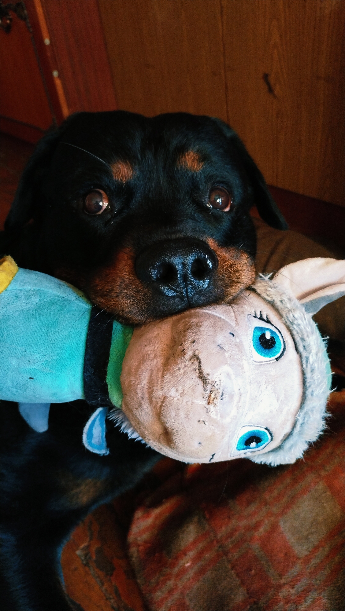 A Rottweiler dog rests its head on a plush toy, its mouth open around the toy. The dog has black fur with tan markings above its eyes and on its muzzle. The toy appears to be a character with large blue eyes and a light-colored face with some wear and tear. The background consists of a wooden surface and a patterned fabric, possibly a blanket or sofa. The scene is indoors and appears to be in a domestic setting. There is no identifiable location within the city of Horishni Plavni, Ukraine.