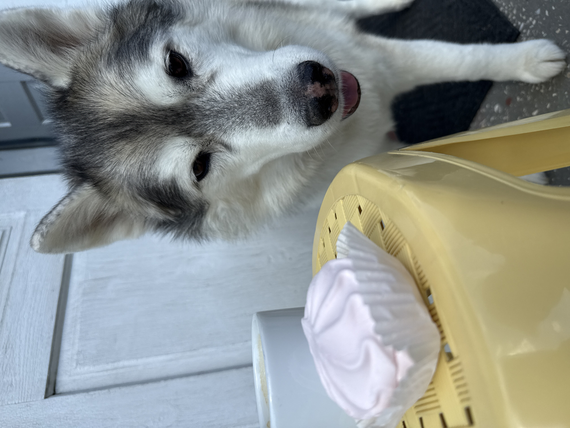 A husky-type dog with grey and white fur is looking down at a light pink marshmallow on a yellow plastic table. The dog's tongue is slightly out. In the background, a white door is visible. The scene appears to be outdoors, possibly on a patio or porch.