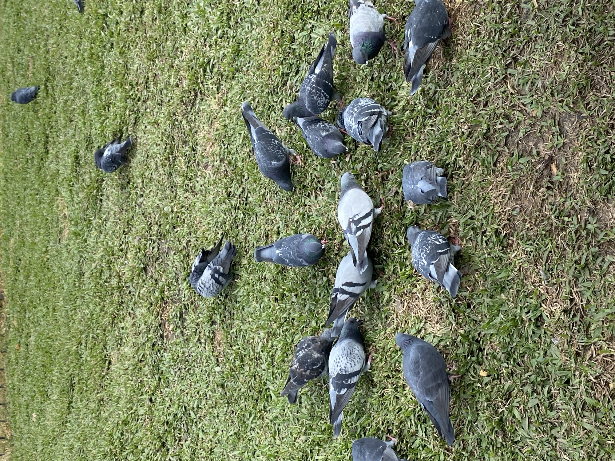 The image shows a flock of pigeons on a patch of grass, likely in a park or open space. The location is possibly in the city of Buenos Aires, Argentina. The grass is green and has some areas of dry patches. There are about 20 pigeons of various shades of gray and black, some with white markings. The pigeons are scattered across the grass, and some are standing. No people are visible. The environment looks like a public space.