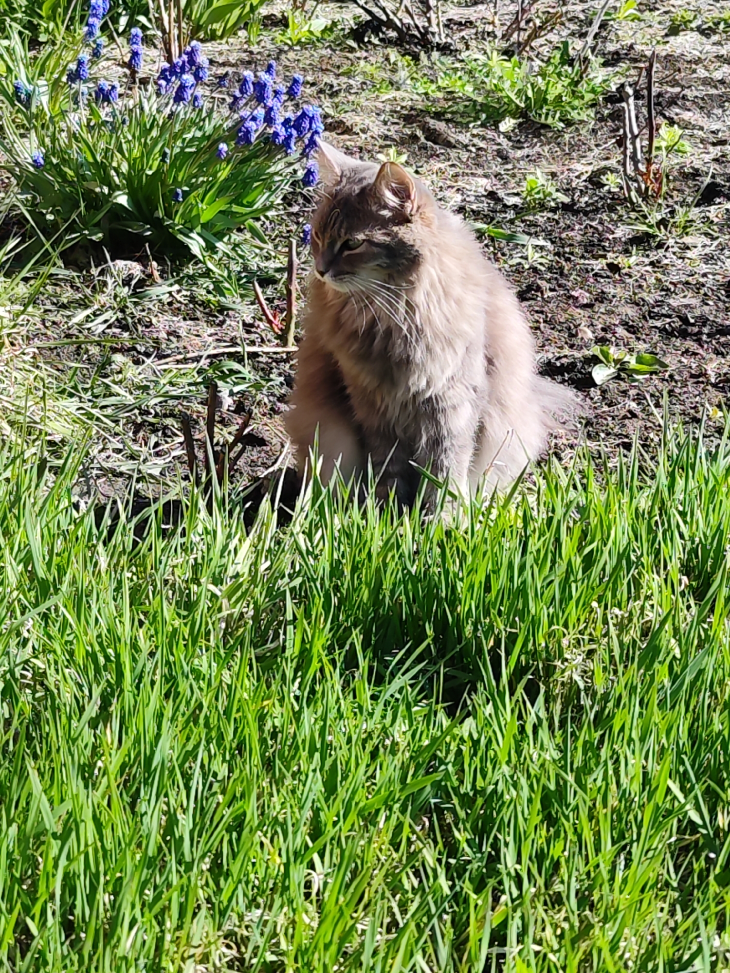 A long-haired, gray cat sits in a garden in Chaikovsky, Russia. The cat is positioned in front of a patch of green grass, with blue flowers to its left and bare soil behind it. The scene is brightly lit.