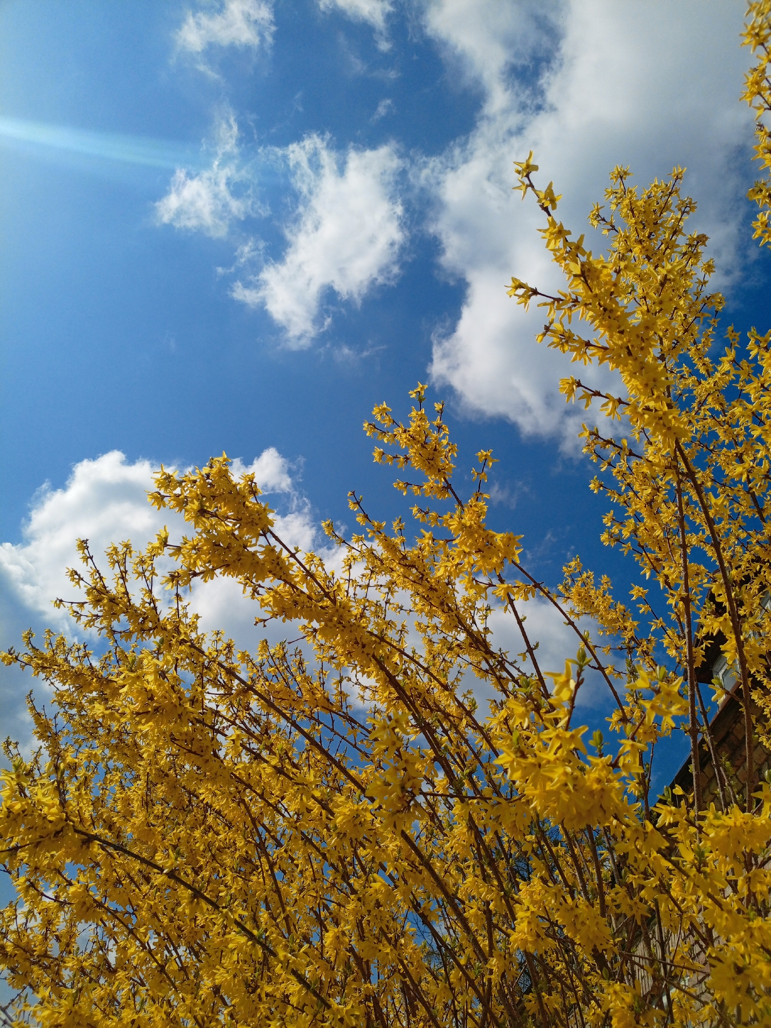 The image shows a forsythia bush in full bloom against a backdrop of a bright blue sky dotted with fluffy white clouds. Sunlight is visible in the upper left corner of the image, creating a lens flare. The forsythia's branches are covered in vibrant yellow flowers, obscuring the plant's branches. In the lower right of the image, a corner of a building can be seen. Based on the location details provided, the image was taken in the city of Hrodna, Belarus, though specific architectural details cannot be determined. The absence of people and interaction points to a photograph of an environment in its natural state.