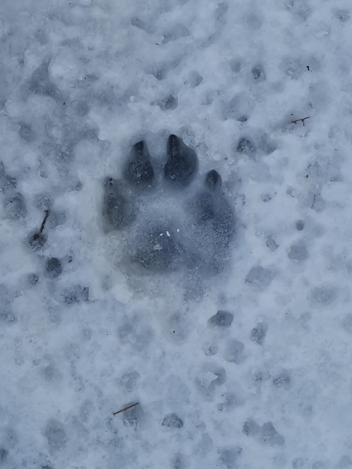 The image displays a close-up view of a single animal paw print deeply impressed into a snowy and icy surface. The print is centrally located and clearly visible, exhibiting distinct features. It shows four well-defined toe pads arranged in an arch above a larger, somewhat rounded or heart-shaped heel pad. The print appears dark grey within the lighter, irregular white and grey tones of the surrounding snow and ice, likely due to the compaction of the snow or shadows within the impression. There are no distinct claw marks visible directly in front of the toe pads.
The ground surface is a mixture of granular snow and areas of clearer, possibly partially melted and refrozen ice. This creates an uneven texture across the scene. Small pieces of organic debris, such as tiny twigs or plant fragments, are scattered across the snow, particularly in the lower left and upper right sections of the main image. The overall setting is an outdoor, cold environment, indicated by the presence of snow and ice. The lighting suggests it is daytime. The image captures the immediate aftermath of an animal moving through this wintry landscape. No text is visible in the image.