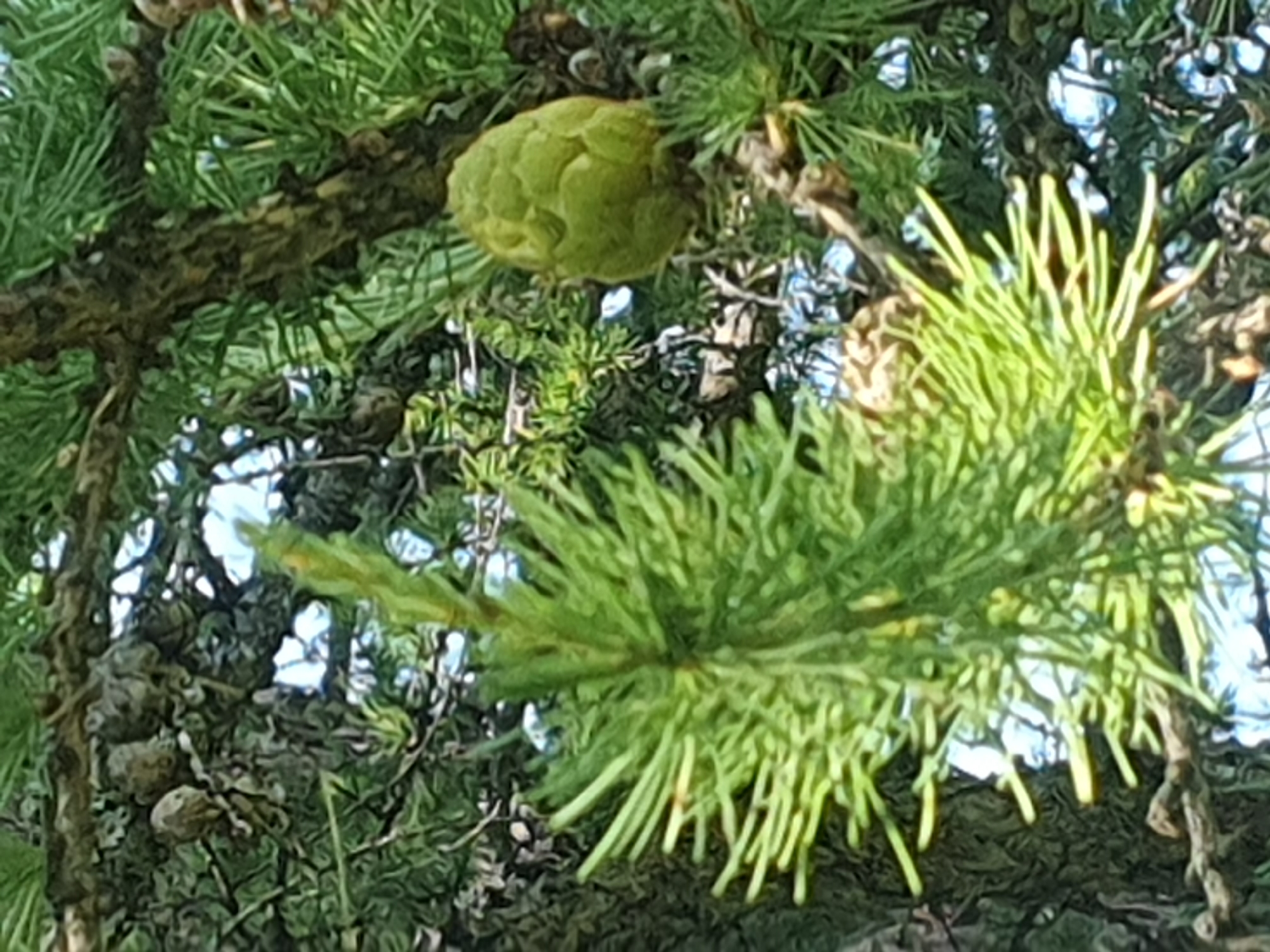 This is a close-up, eye-level, outdoor, natural light photograph of a coniferous tree branch with needles and cones. The tree appears to be a larch tree, identifiable by its clusters of soft, light green needles and its characteristic small, ovate cones. One prominent green cone is visible on the right side of the frame, while other smaller, darker cones are scattered throughout the background. The needles are vibrant and feathery, creating a soft texture against the rougher bark of the branch in the center. The background is blurred, suggesting a shallow depth of field, with glimpses of sky and other foliage. There are no people or man-made objects visible in the image, and no specific location in the city of Leninsk, Russia, can be identified from the visual information provided.