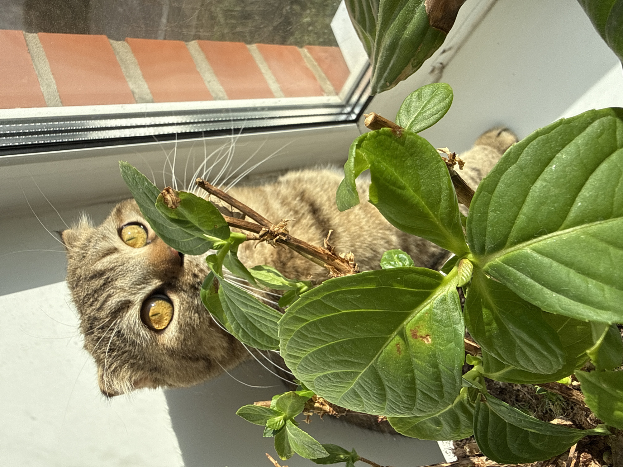 A cat lies on a windowsill behind a potted plant. The cat is a tabby with yellow eyes and long white whiskers. The plant has large green leaves and brown stems. The windowsill is white and reflects sunlight. Outside, brickwork is visible through the window.
