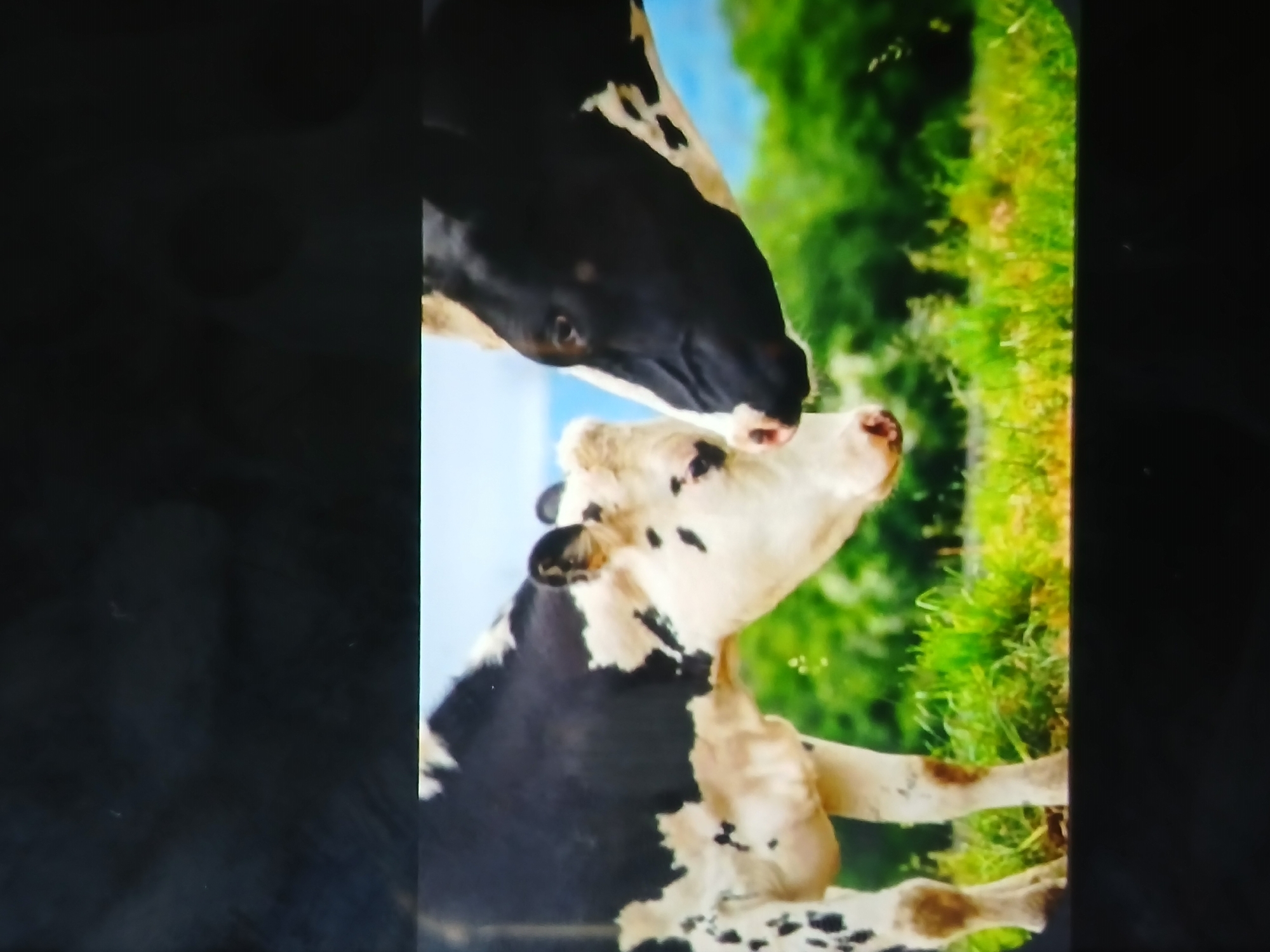 Two black-and-white spotted cows appear to be nuzzling each other. One cow is standing, while the other is lying down. The background features green foliage and a blue sky. There is no evidence to indicate this image was taken in Bengaluru, India.