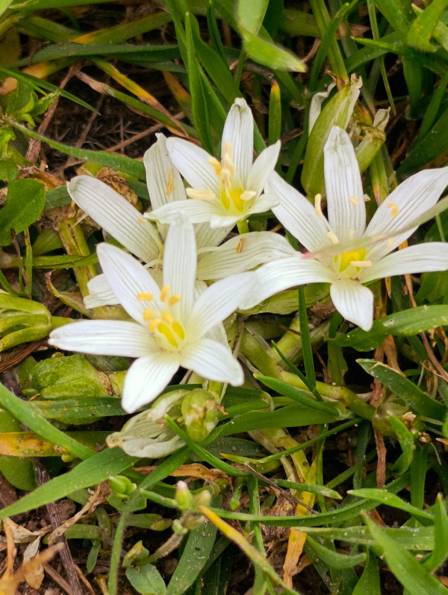 The image shows a close-up view of three white flowers with six petals each, surrounded by green grass and some dead leaves. The flowers have yellow centers. The setting appears to be outdoors, possibly a garden or meadow. There is no indication of a specific location such as Shiroko pole, Bulgaria, or any people in the image. The focus is on the flowers and their immediate surroundings.