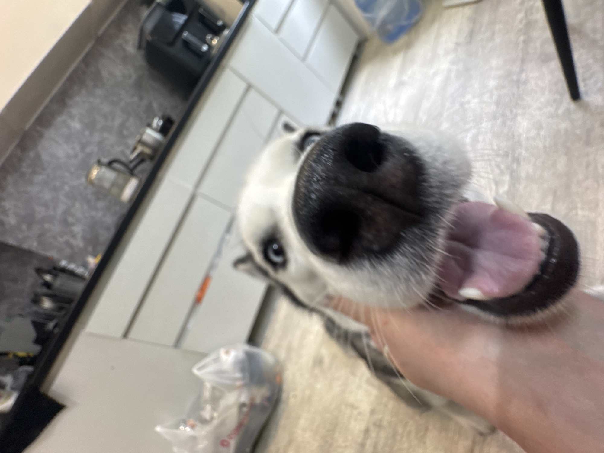 The image presents a close-up, low-angle shot of a white and black husky, whose face dominates the frame. The dog's large, black nose is prominently featured and appears slightly distorted due to its extreme proximity to the camera, creating a fisheye lens effect. One of its striking blue eyes is clearly visible, looking directly towards the viewer, while the other is partially obscured by its snout. The husky's mouth is open wide, revealing a pink tongue and white teeth, suggesting a moment of playfulness or excitement.
A human hand, with light skin, is visible in the bottom right corner of the frame, gently holding or petting the dog's chin or neck area, indicating a direct interaction.
The background is tilted and slightly out of focus, revealing an indoor setting that appears to be a kitchen or utility room. On the left side, a dark countertop holds a black appliance, possibly a coffee machine base, and some metallic objects. Above the counter, white subway tiles form a backsplash, and white cabinets are visible below. The flooring is light-colored, possibly tile or laminate. In the deeper background, a large clear blue water bottle, characteristic of a water dispenser, and a black furniture leg are discernible. A clear plastic bag containing unidentifiable objects rests on the floor to the left of the dog.
The overall impression is one of a candid, cheerful moment, highlighting the affectionate bond between the human and the dog. No legible text is visible in the image.