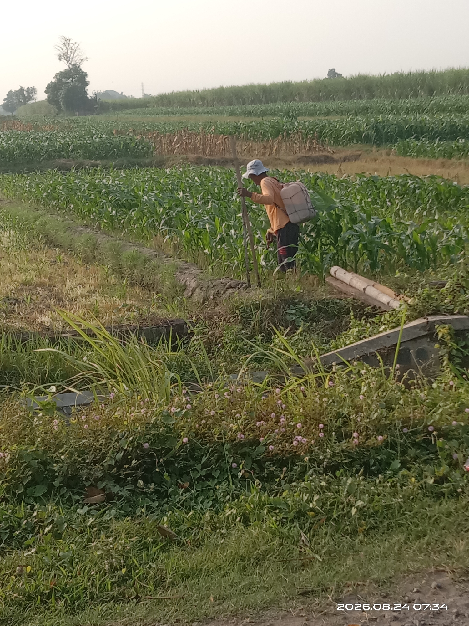 In Banyuarang, Indonesia, a farmer, clad in an orange shirt and a light-colored hat, operates within a lush green cornfield. The farmer is engaged in a task, holding a long wooden pole and wearing a backpack sprayer. The surrounding environment is agricultural, characterized by rows of mature corn stalks stretching into the distance. Beyond the cornfield, a dense line of taller green crops, possibly sugarcane, forms a natural backdrop. The sky above is overcast, casting a soft, diffused light over the scene. In the foreground, a mixture of grasses and smaller flowering plants grows along a dirt path, hinting at the rustic and natural setting of the farm.