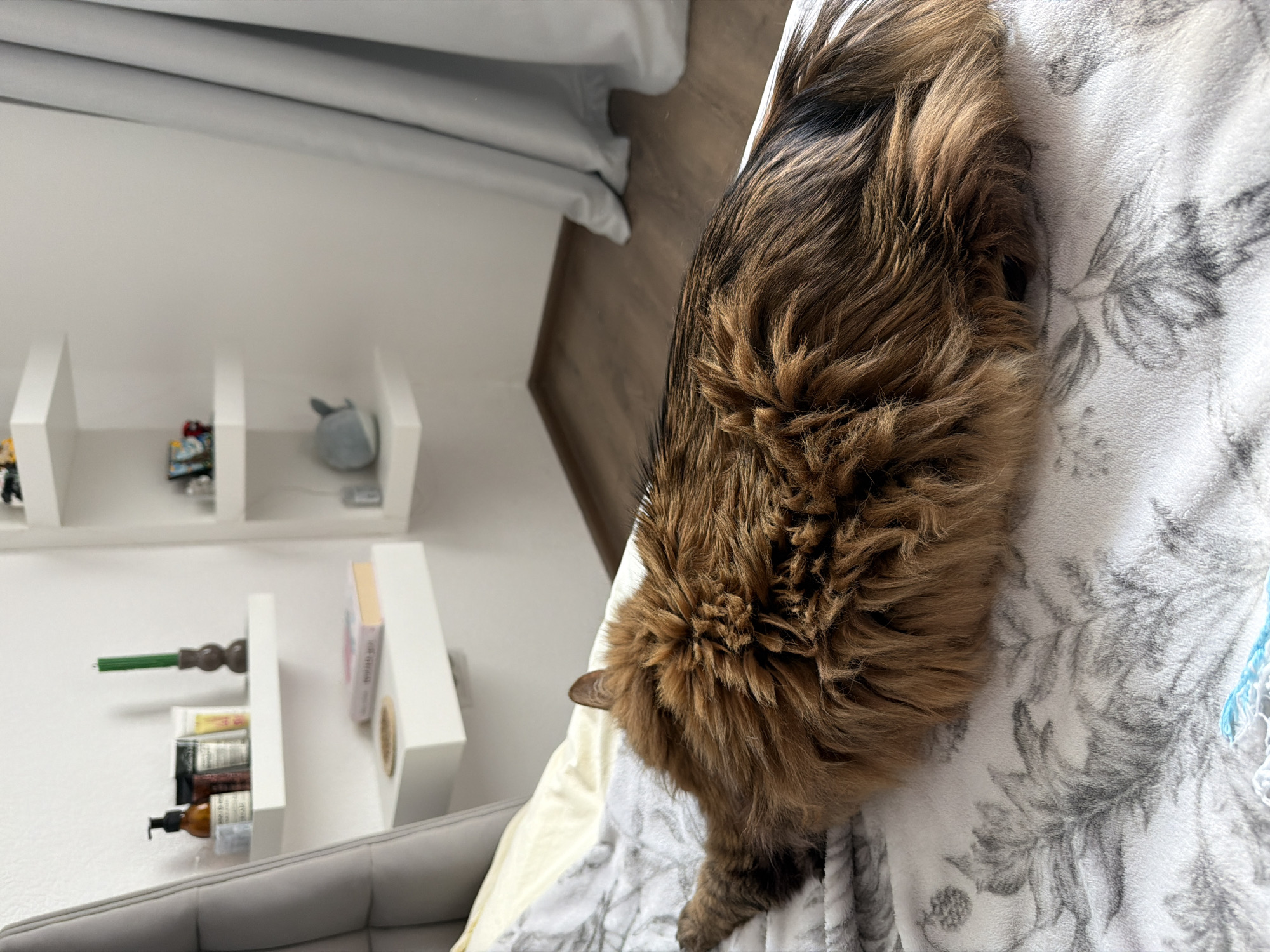 A fluffy, long-haired brown cat is lying on a bed in a domestic setting. The cat is positioned in the foreground, facing away from the camera and curled up on a white blanket with a grey floral pattern. The background features a white wall with two white floating shelves. The left shelf holds several bottles of toiletries and a green candle in a dark holder. The right shelf has decorative items, including what appears to be a small toy whale and some colorful objects. A grey curtain hangs on the right side of the frame, and the floor is visible, appearing to be made of dark wood. The room is illuminated by natural light. This scene is not in the city of Kyiv, Ukraine; it is a domestic indoor scene.