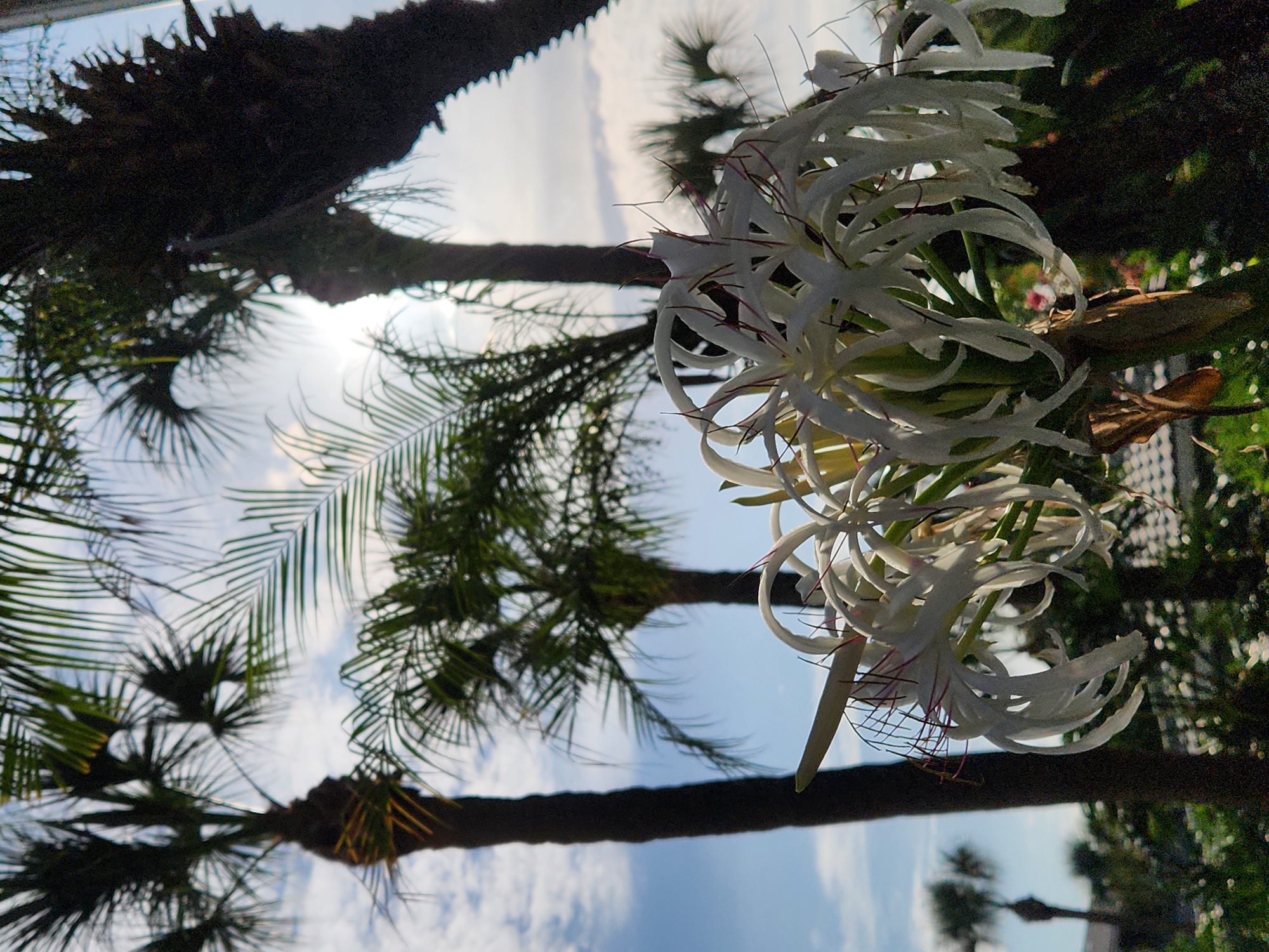 A low-angle, close-up, vertical shot focuses on a cluster of delicate, white, spider-like flowers with thin red stamens. These flowers are in the foreground and are slightly blurred. Behind the flowers, several palm trees are visible, silhouetted against a bright, cloudy sky. The leaves of the palm trees are lush and green, with some appearing out of focus. In the background, a hazy, tropical landscape can be seen, with glimpses of buildings and more foliage. The overall atmosphere is one of a sunny day in a warm climate. The image is located in Altamonte Springs, Florida, USA, a city known for its lush vegetation and warm weather, which would be consistent with the presence of palm trees and tropical flowers.
