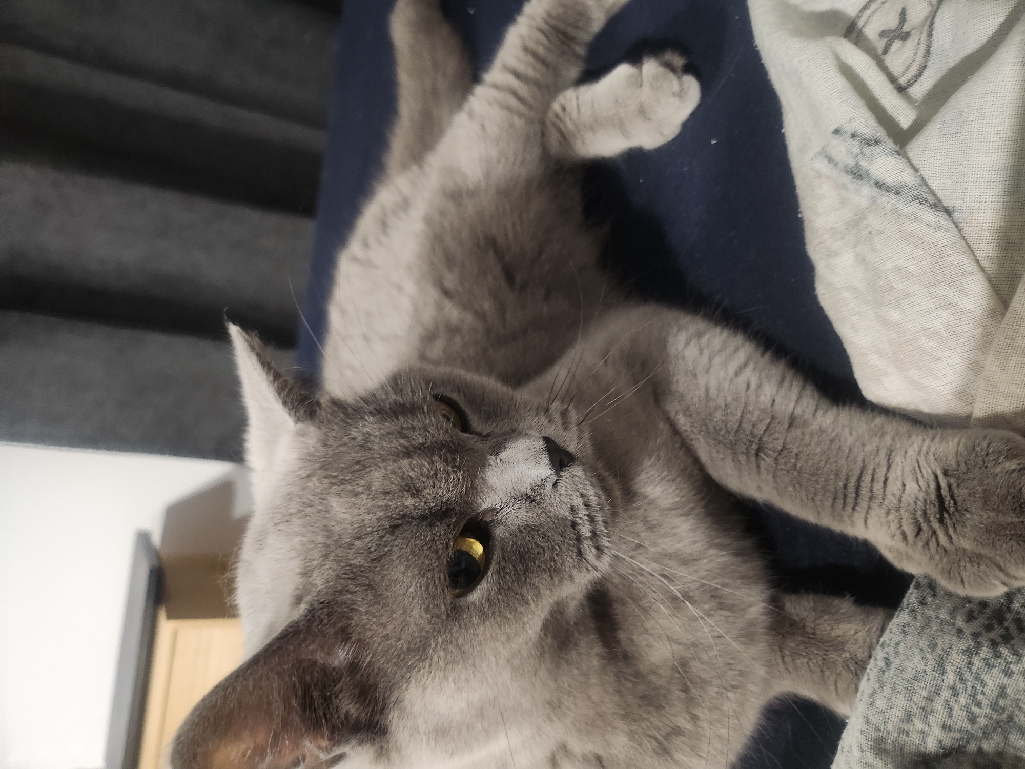 A grey cat with yellow eyes is lying on a dark blue surface, possibly a bed or sofa. The cat is facing to the left, with its head tilted downwards. Its body is elongated, and its paws are resting on the surface. In the background, a blurred image of a chest of drawers with a light wood finish and a dark grey curtain are visible. The scene is indoors, likely in a domestic setting. The image does not contain any information that would place it in Tsarevo, Bulgaria.