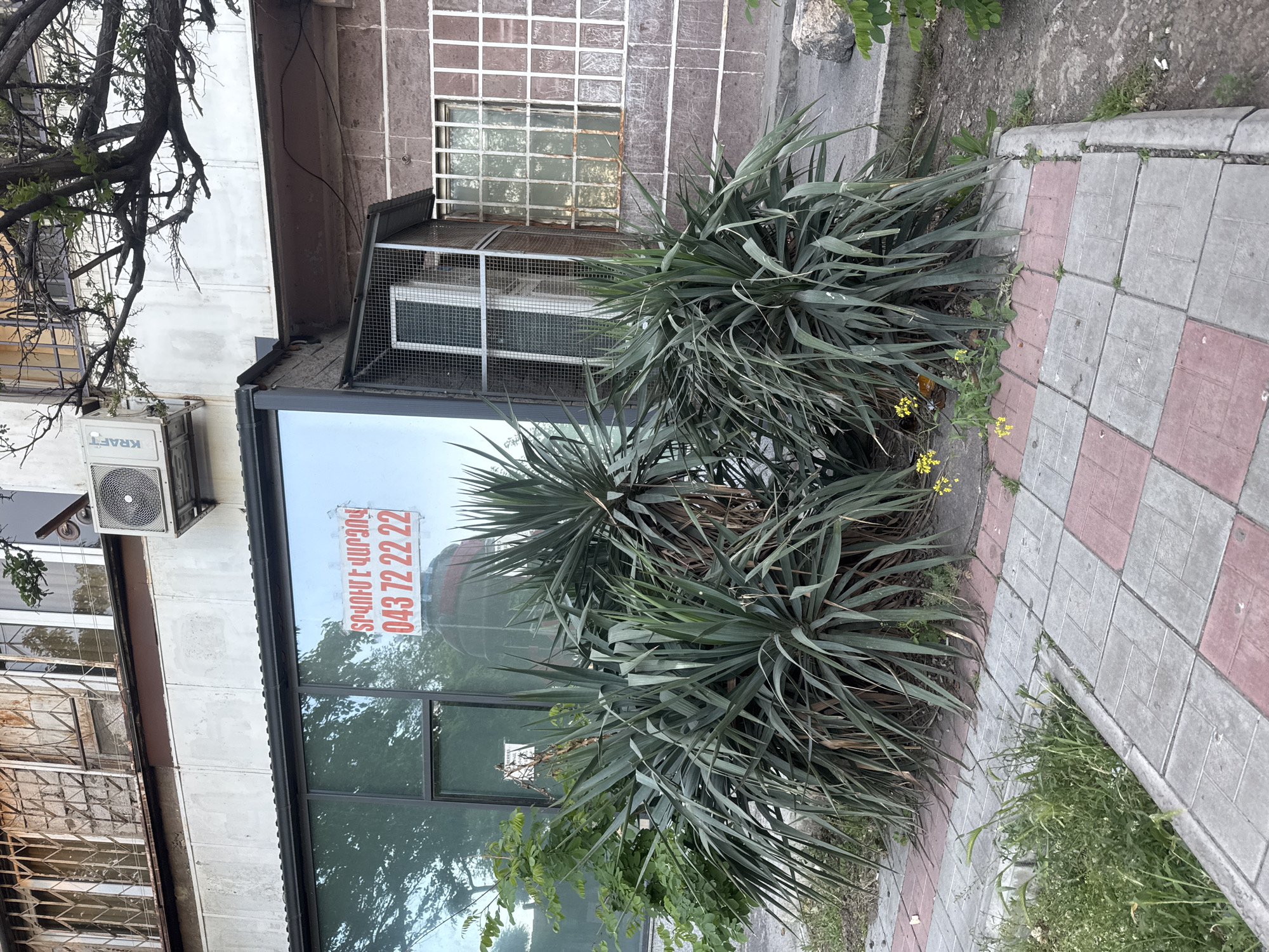 A street-level view shows a building facade, densely obscured by two large yucca plants in the foreground. The building appears to be commercial, with a large, dark-framed window displaying a red and white advertisement or sign in Armenian that includes the phone number 043 72 22 22. The building's exterior walls are a mix of grey concrete and a section with a grid-like pattern, possibly stone or tile, partially covered with metal bars. An air conditioning unit is mounted on the building's side. A tree branch is visible in the top left. The sidewalk is composed of grey and red checkered tiles. Weeds and other greenery grow between the sidewalk and the base of the building. While it's impossible to definitively confirm the location without additional contextual information, it appears that it could be somewhere in Yerevan, Armenia.